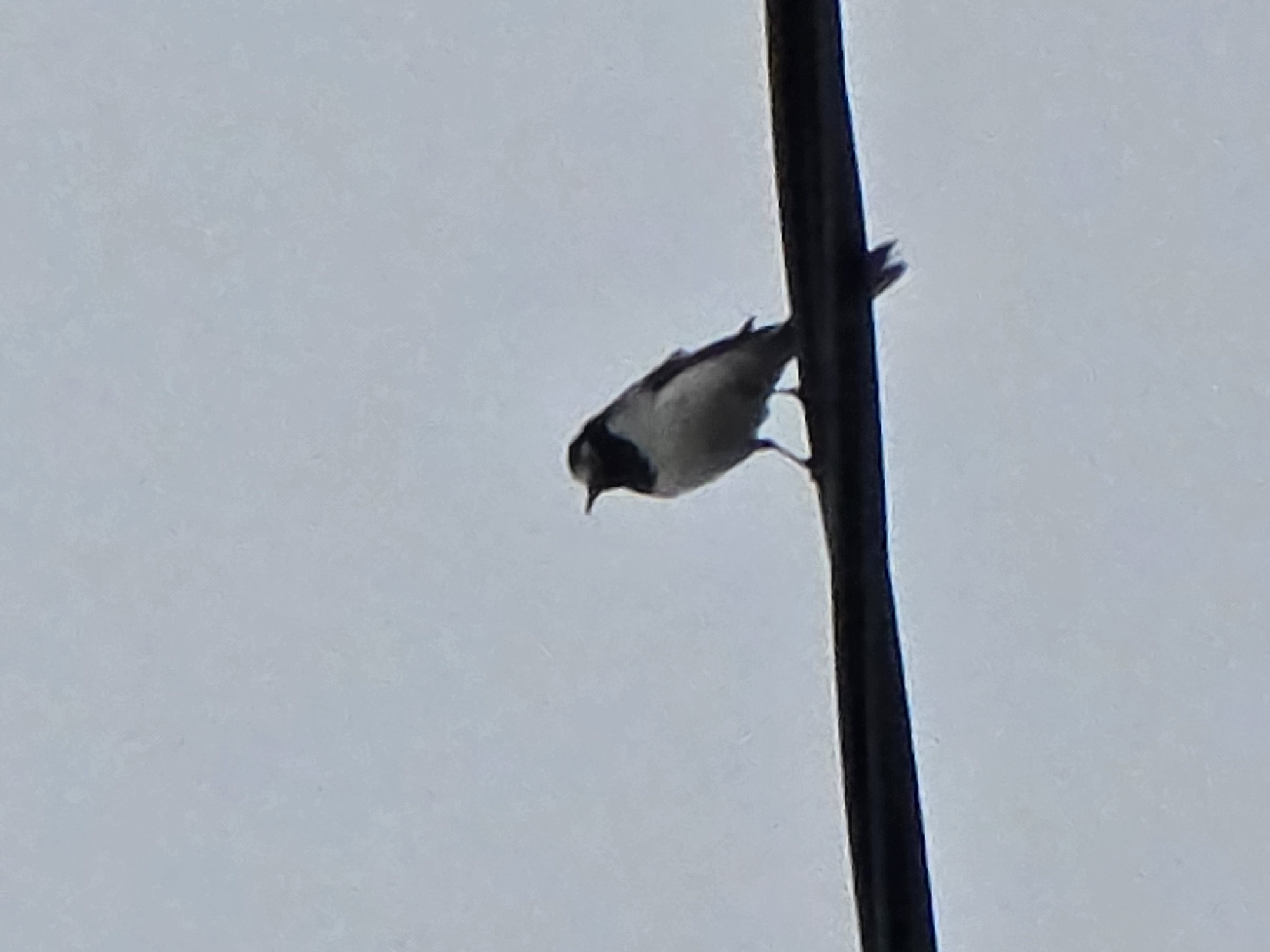 A small bird with black and white plumage is perched on a dark power line against a pale, overcast sky. The bird is facing left and appears to be a pied wagtail. The power line stretches horizontally across the lower portion of the image. The sky is a uniform, light blue-gray, suggesting an overcast day. There are no other objects or people visible in the frame. The scene is set outdoors.