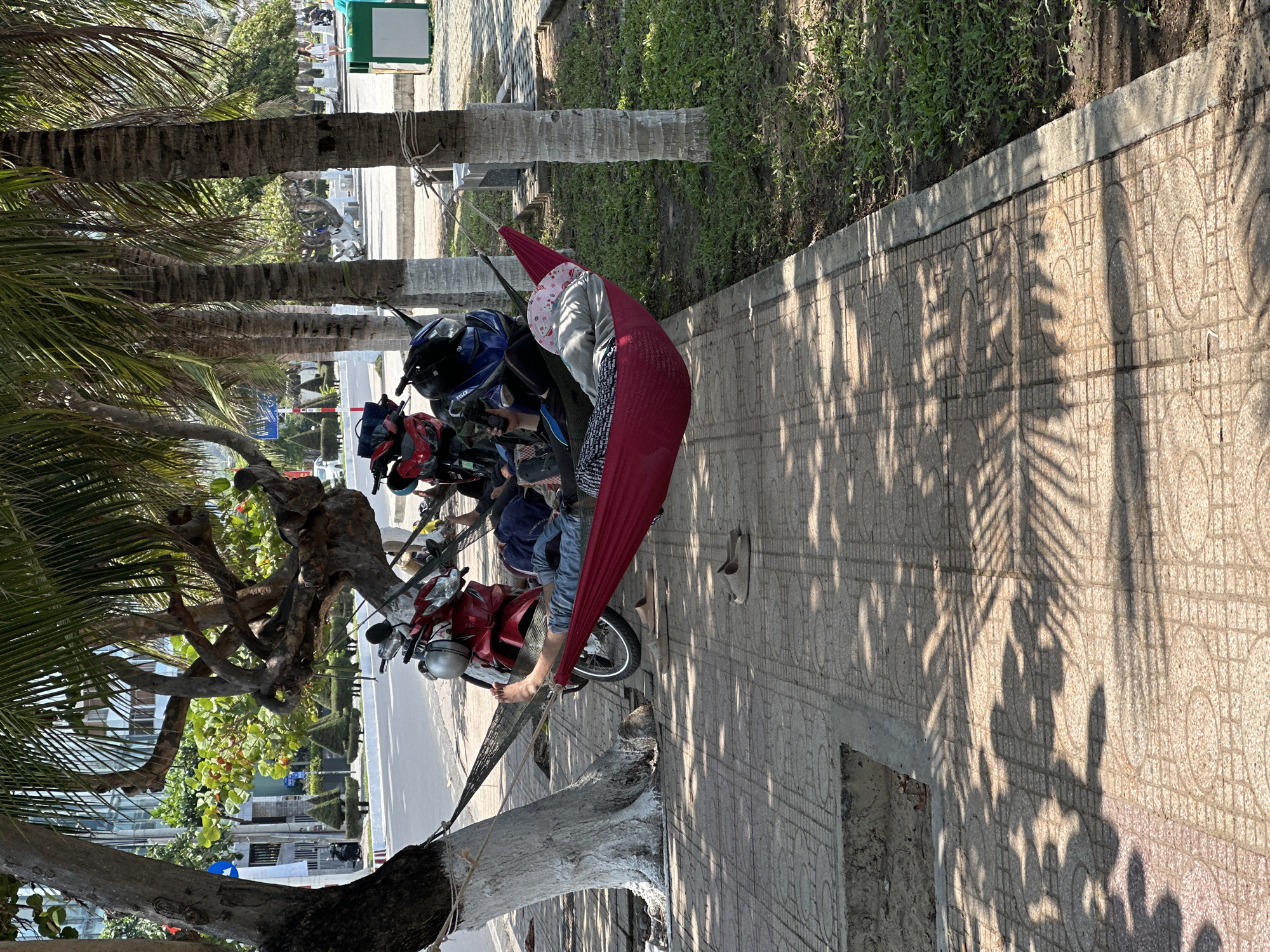 This outdoor image captures a sunny street scene in what appears to be a tropical or subtropical location, consistent with Bac Nha Trang Ward, Vietnam. In the foreground, a person is resting or sleeping in a red hammock with a patterned interior lining. The hammock is strung between two tree trunks, one of which has a portion of its bark painted white.
Several motorbikes are parked near the hammock. One is a blue motorbike with "150" visible on its side, and another red one has "HONDA" clearly visible on its front. A silver helmet rests on the handlebars of the red motorbike. A pair of light-colored flip-flops or sandals are placed on the patterned sidewalk next to the hammock.
The sidewalk is made of light-colored pavers with circular and grid patterns. Distinct, long shadows from overhead palm fronds and tree branches are cast across the sidewalk, suggesting it is either morning or late afternoon with bright sunlight. Beyond the sidewalk, a strip of green grass or low-lying vegetation is visible.
Multiple palm trees with rough, textured trunks line the street, their fronds extending into the frame, providing shade. Other trees with dense green foliage are also present. In the background, a road is visible, and further back, there are modern buildings under a bright sky. A blue sign, mostly obscured, is partially visible in the midground. The overall atmosphere appears relaxed and peaceful.