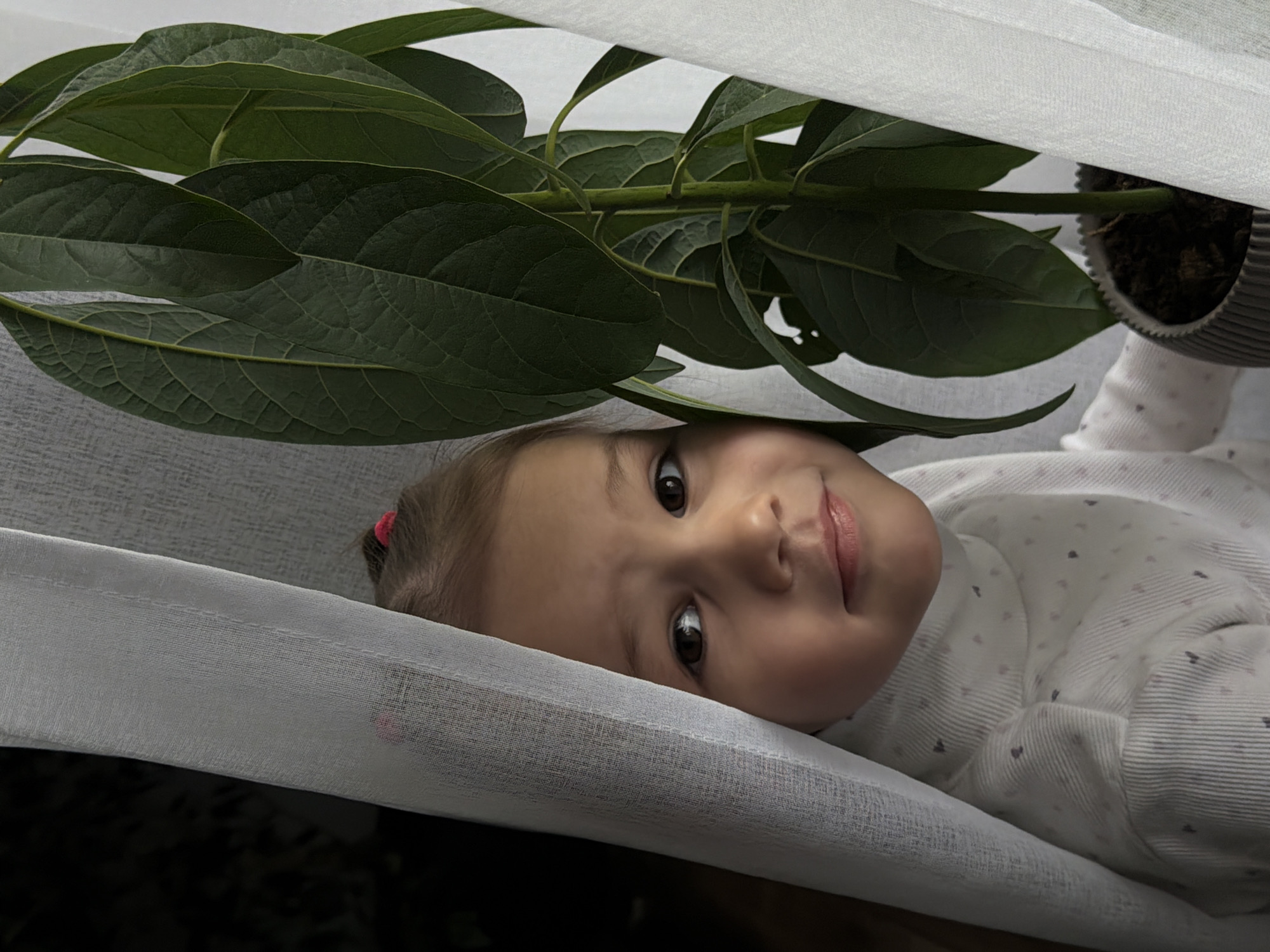 A child is lying down underneath a sheer white fabric. A potted plant with large green leaves is positioned above the child, partially obscuring the view. The child has light skin, brown eyes, and a small pink hair clip. The child is wearing a light-colored shirt with a small heart pattern. The pot of the plant is made of a corrugated material. The setting appears to be indoors, and there are shadows underneath the white fabric. The scene is located in the city of Chaikovsky, Russia.
