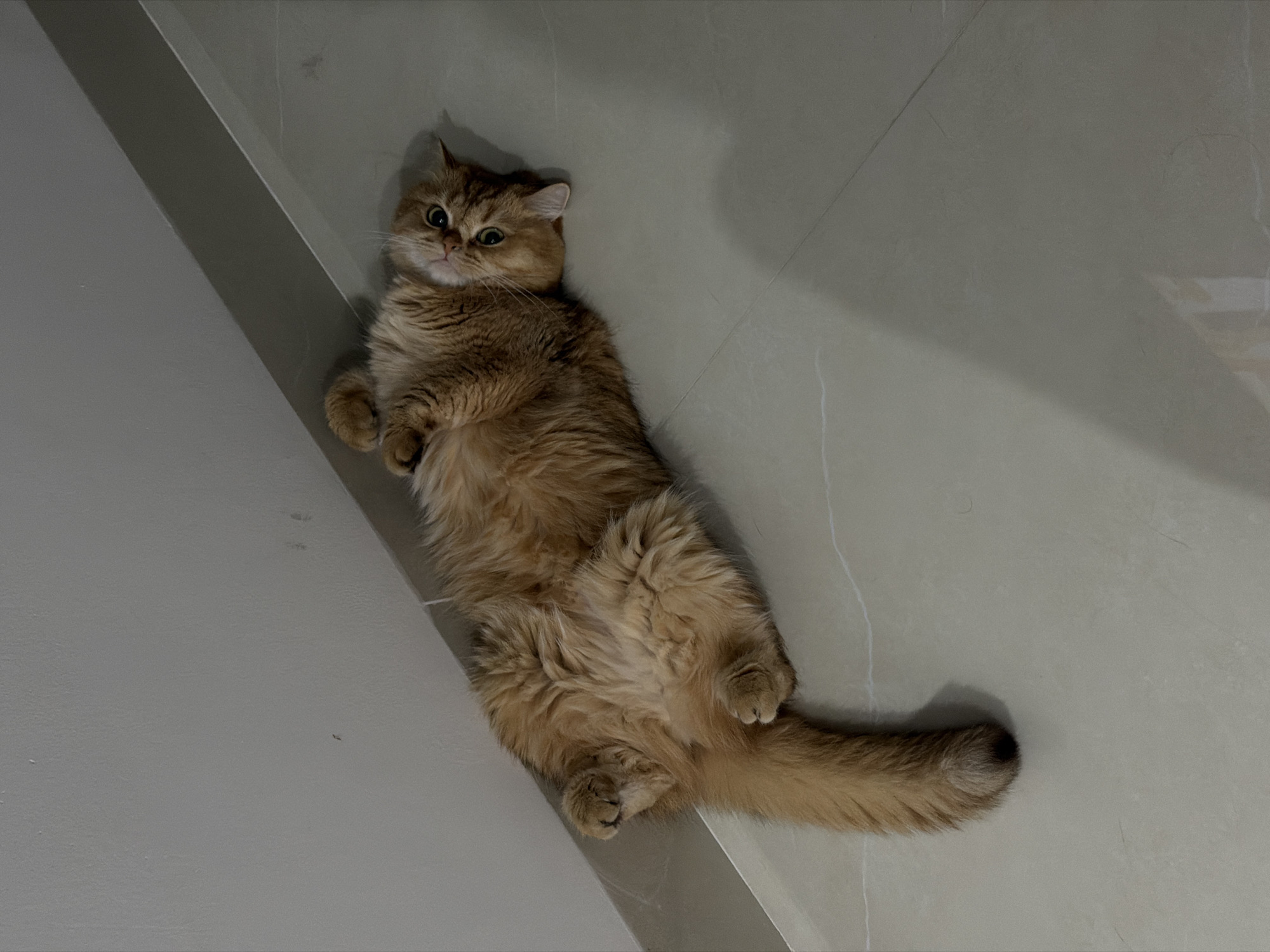 A tan long-haired cat is lying on its back on a tiled floor with a gray wall in the background. The cat is positioned diagonally across the frame with its head near the top left and its tail extending to the bottom right. The cat's paws are curled upward, and its belly is exposed. The floor is light gray and has subtle variations in tone and texture. The wall is a darker gray with a visible corner where it meets the floor. The lighting is soft and diffused. The location, Đà Nẵng, Vietnam, is not identifiable from the image.