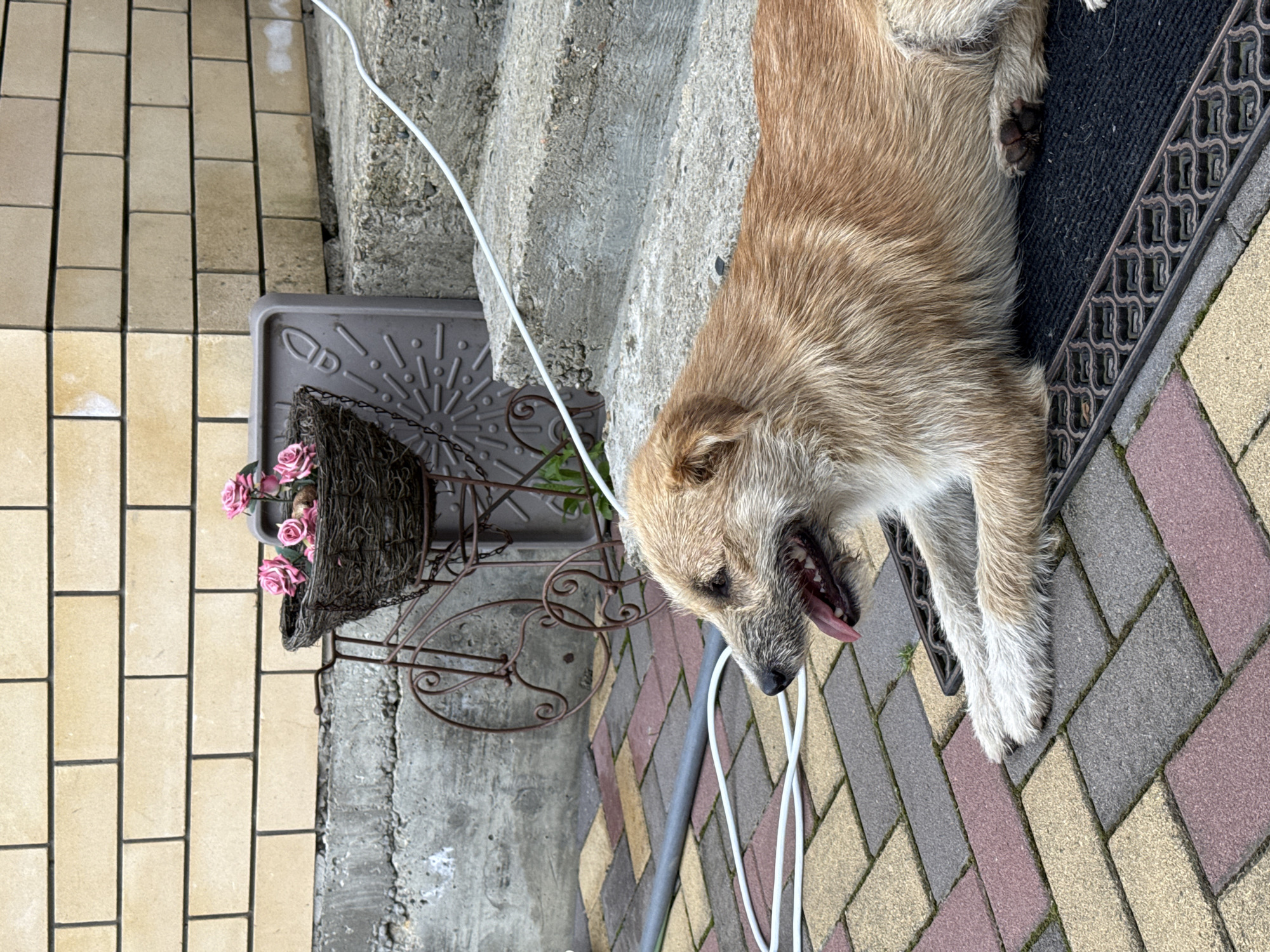 The image, oriented as if viewed vertically, depicts a medium-sized, scruffy-haired dog resting outdoors. The dog has light brown and tan fur, with some graying around its muzzle, suggesting an older age. It is lying on its left side, with its head slightly lifted, mouth open, and tongue extended, indicative of panting. One of its front paws, covered in light-colored fur, is visible.
The dog is positioned on a dark, textured doormat with an ornate metal edge. The ground around the dog consists of different paving materials: light-colored rectangular tiles to the left and a pattern of multi-colored pavers (reddish, gray, and tan) to the right. Behind the dog, concrete steps are visible, leading upwards. A white cable runs across the paved area, passing near the dog's head.
In the background, to the left of the dog, there is a decorative metal plant stand. It holds a hanging basket filled with artificial pink roses. Adjacent to the plant stand is a gray plastic container or lid, featuring an embossed design of a sunburst and a footprint. The scene is illuminated by daylight, suggesting it is daytime. No visible text is present in the image.