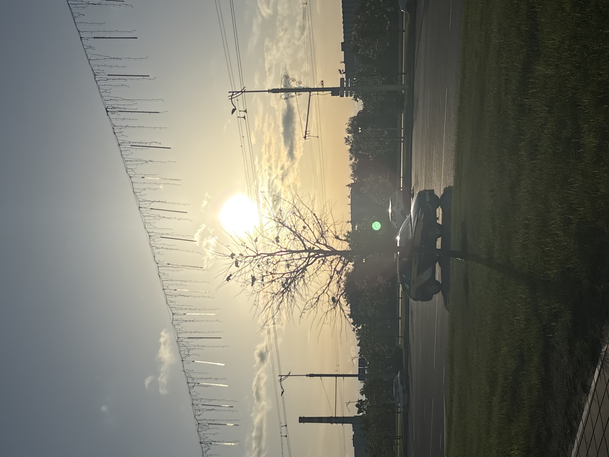 The image depicts a sunlit street scene in Minsk, Belarus, oriented vertically. A road runs along the right side, bordered by a grassy area and a partial view of a building. A white vehicle is parked on the edge of the road. In the center, a leafless tree stands against the backdrop of a bright sun and cloudy sky. Power lines and utility poles are visible. Along the left side, a string of decorative lights or similar ornamentation stretches across the sky. Buildings are partially visible in the distance.