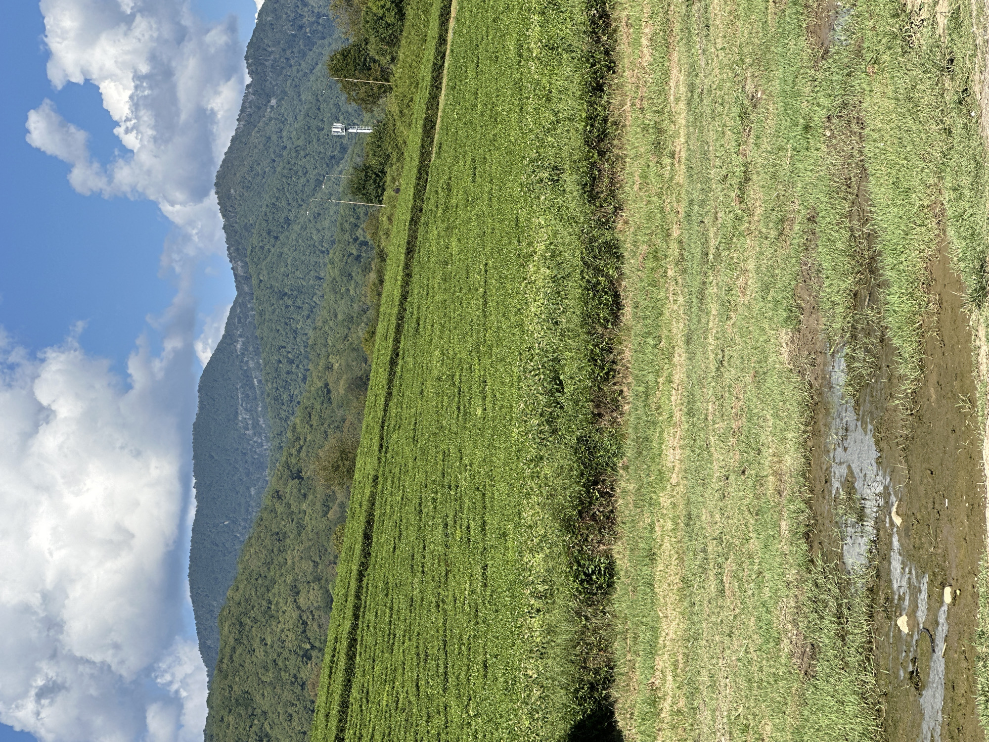 The image depicts a lush, green tea plantation covering a hillside in Bolshoy Kichmai, Russia. The plantation is meticulously terraced, creating neat rows of vibrant green bushes that stretch across the landscape. In the foreground, a patch of rough, unkempt grass with several small puddles of muddy water suggests a natural, less cultivated area. Beyond the tea fields, a range of verdant mountains rises, their slopes covered in dense forest. The sky above is a clear blue, dotted with fluffy white clouds, indicating fair weather. A tall, white telecommunications tower is visible in the middle ground, positioned against the backdrop of the mountains. No people are present in the scene.