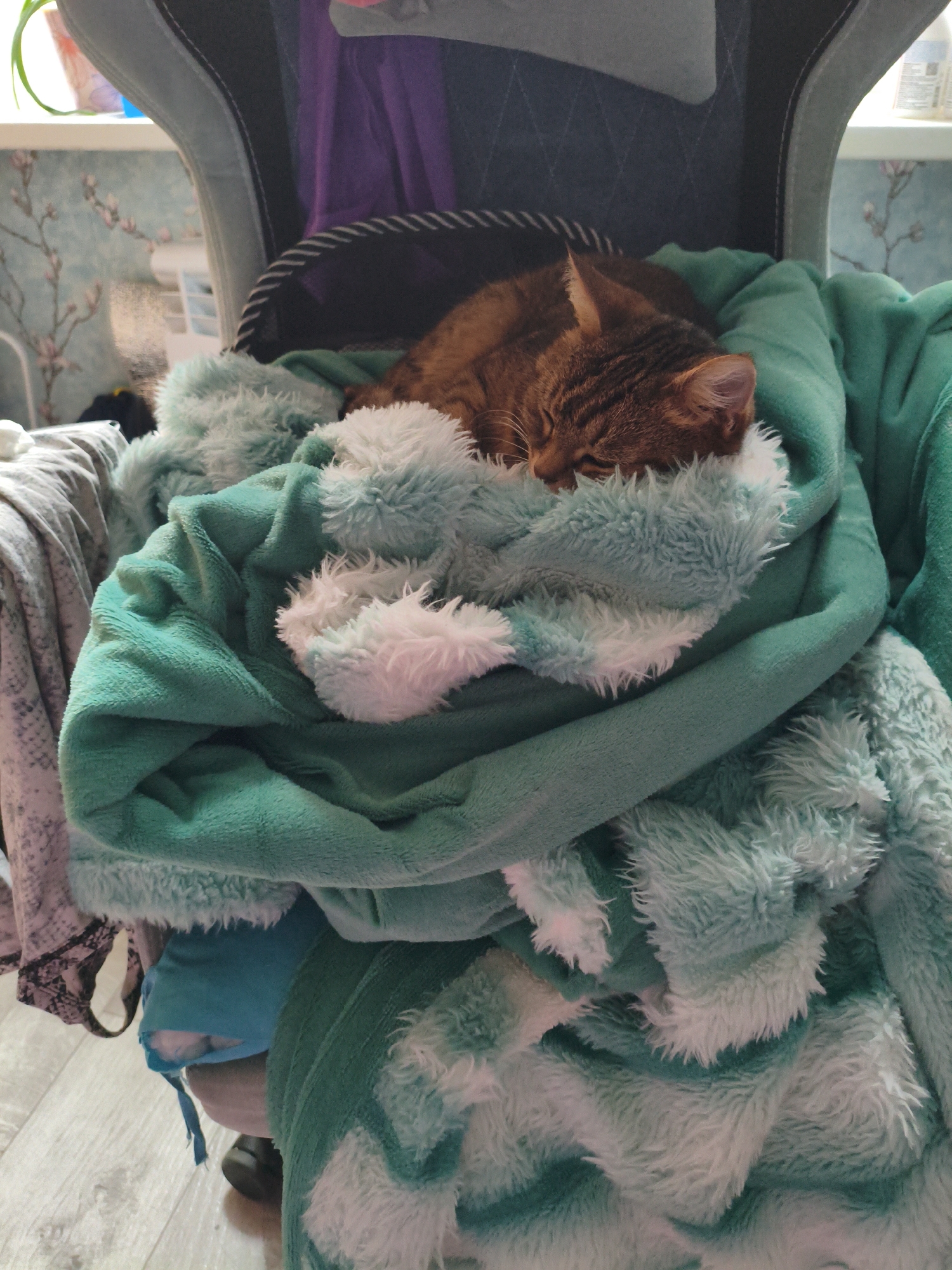 An adult tabby cat is sleeping soundly, curled up in a teal-colored fluffy blanket. The blanket appears to be draped over a chair. The cat is a reddish-brown color with distinct tabby stripes. Its eyes are closed, and its head is resting on the blanket. The background shows a wall with a floral wallpaper pattern and what appears to be a window sill with some items on it. The overall scene is one of comfort and relaxation for the cat. The location is not specified in the image or the provided crops.