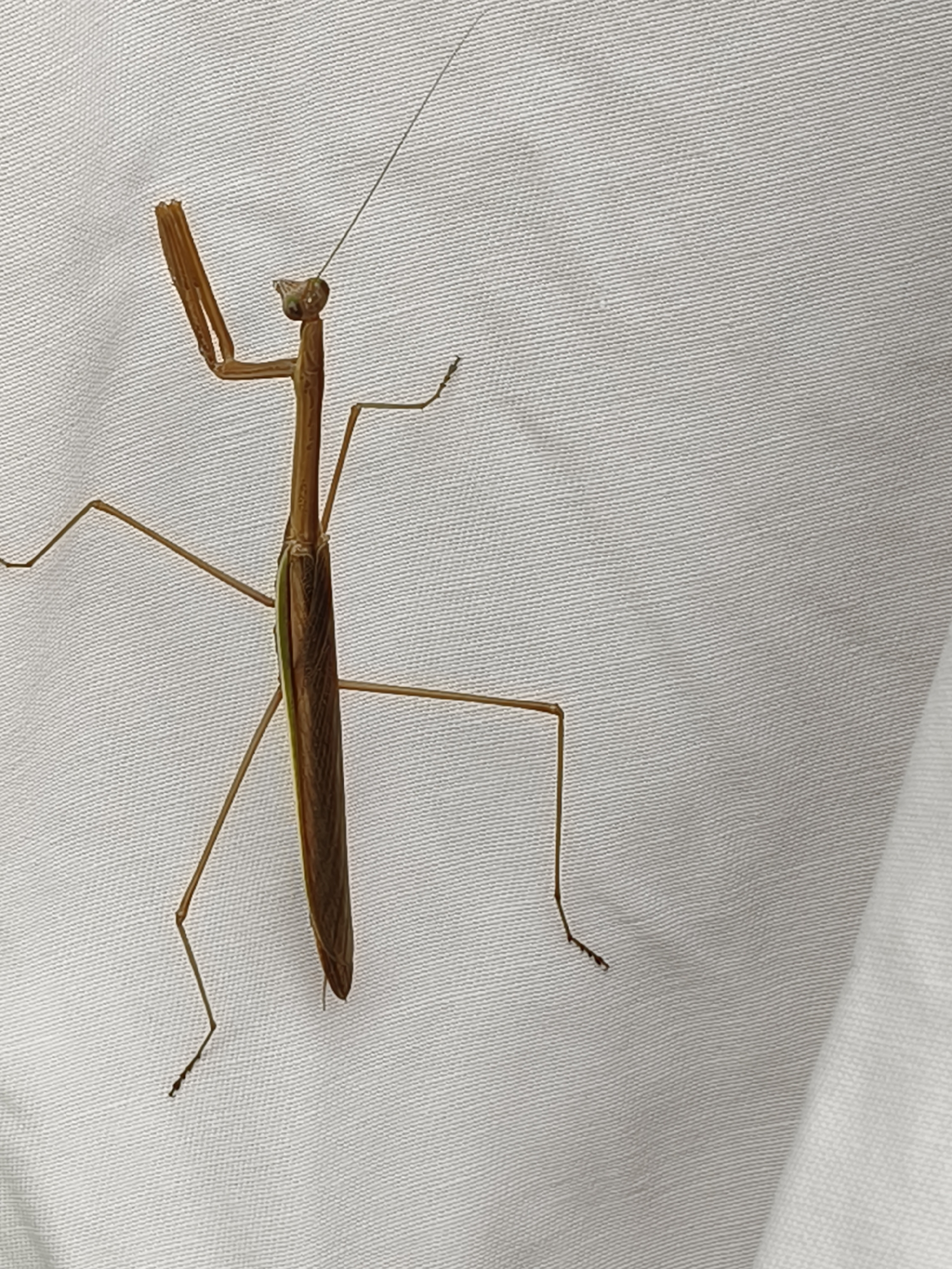 A dead praying mantis is positioned vertically on a white, textured fabric surface. The insect is brown with a slender body and prominent front legs. Its head is small with two large eyes, and it has long antennae. The praying mantis appears to be resting on a tablecloth or similar material. The location is identified as Mariat Pantai, Indonesia.
