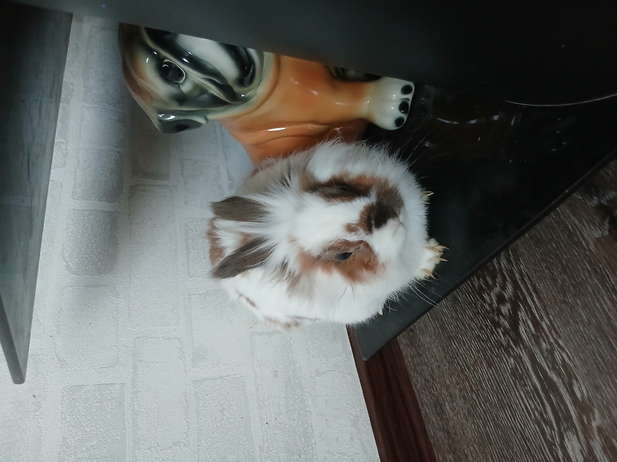 An adult, white and brown lionhead rabbit with fluffy fur sits on a black surface next to a glazed ceramic figurine of a bulldog. The rabbit is positioned to the left of the bulldog figurine, facing forward. Its ears are brown and white, and its face is mostly white with brown markings around its eyes and nose. The bulldog figurine is orange and brown, with a wrinkled face and dark eyes. Behind the rabbit and figurine, a white brick wall is visible. The foreground shows a dark wooden floor with horizontal grain. A dark gray shelf extends from the top left corner of the image. The scene is indoors, with artificial lighting.