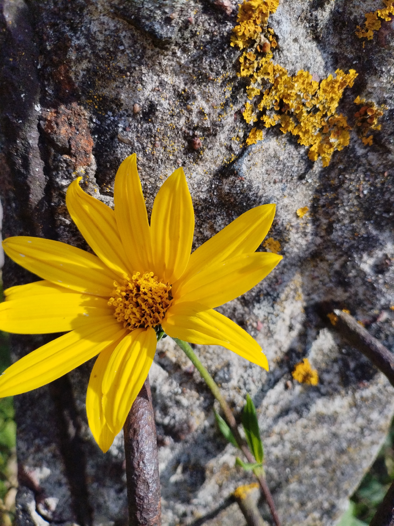 A close-up, eye-level shot captures a vibrant yellow flower with delicate petals and a textured brown center, positioned in the lower left quadrant of the frame. The flower's stem is partially obscured by a rusty metal rod that runs vertically through the foreground. Behind the flower, a rough, grey concrete surface is visible, speckled with patches of bright yellow lichen and small, dark pebbles. The lighting suggests it is daytime, with shadows cast by the flower and metal rod on the concrete. The image is set against a blurred green background, hinting at an outdoor environment. The overall composition highlights the contrast between the soft, natural beauty of the flower and the harsh, industrial elements of the concrete and metal.