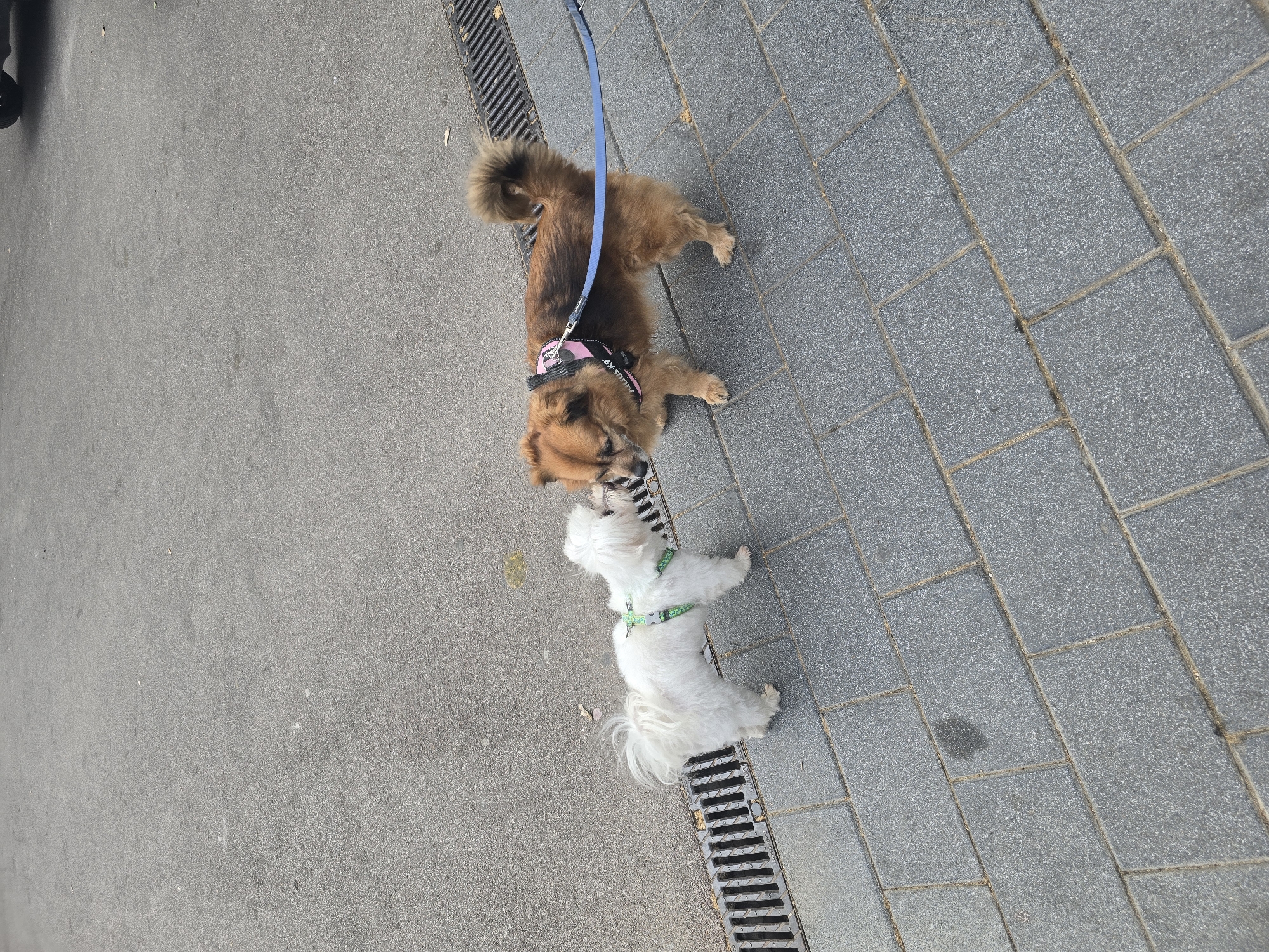 Two small dogs, one brown and one white, are interacting on a paved sidewalk in Cornellà de Llobregat, Spain. The brown dog is wearing a pink and black harness and a blue leash. The white dog has a green harness. Both dogs are near a storm drain, which is visible on both sides of the image. The pavement consists of two types: asphalt on the left and gray rectangular pavers on the right.