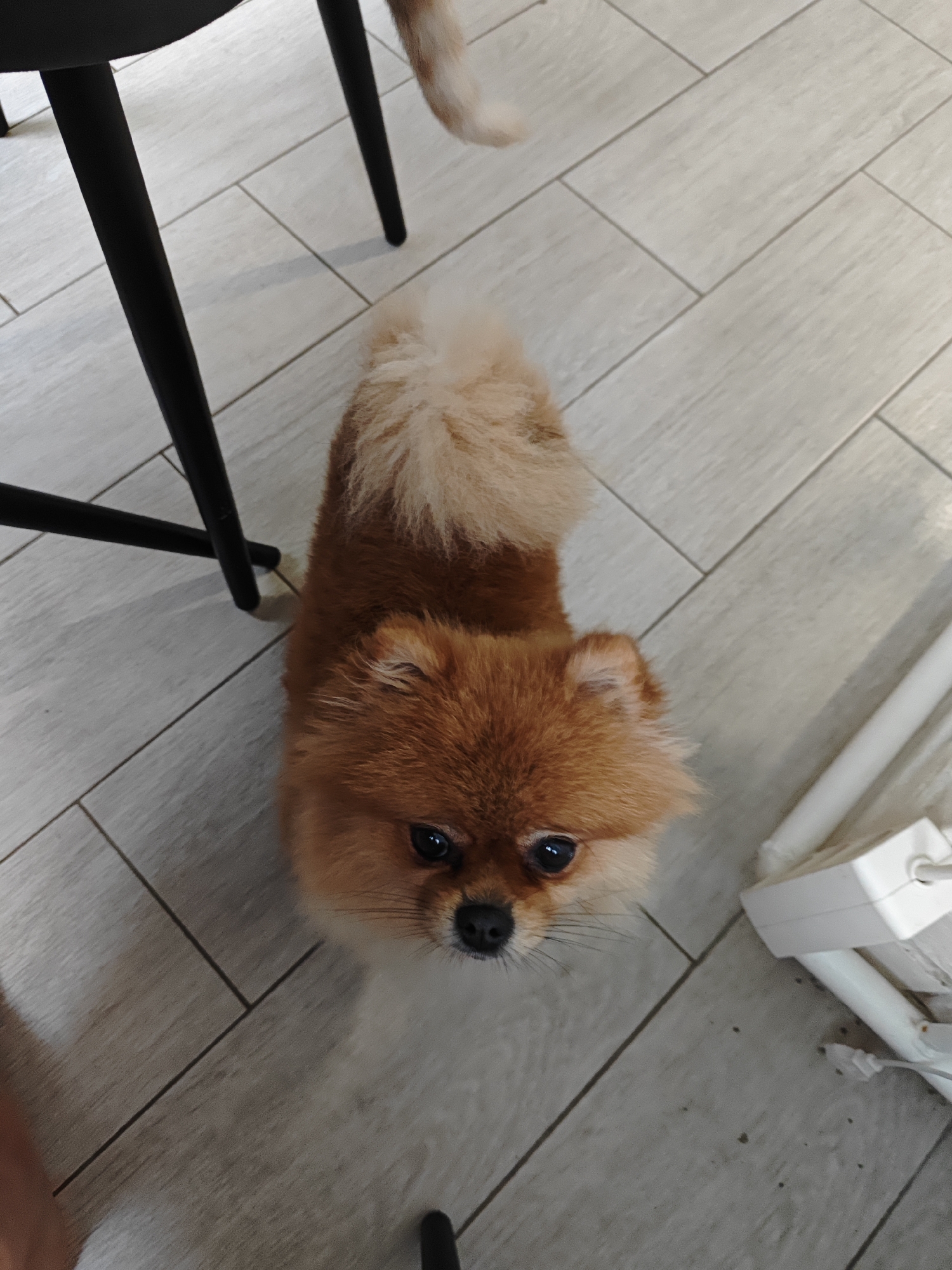 A Pomeranian dog with reddish-brown fur is pictured from a high-angle perspective, lying on a light-colored, wood-plank-patterned floor. The dog is facing upwards and looking directly at the camera with its dark eyes. Its tail is curled over its back. To the left of the dog, the black leg of a chair or table is visible. To the right, a white object, possibly a power strip or a piece of furniture with wires, is present. The floor tiles are arranged in a herringbone pattern. The image was taken indoors, likely in a residential setting. The location is not specified as Боровский, Russia.