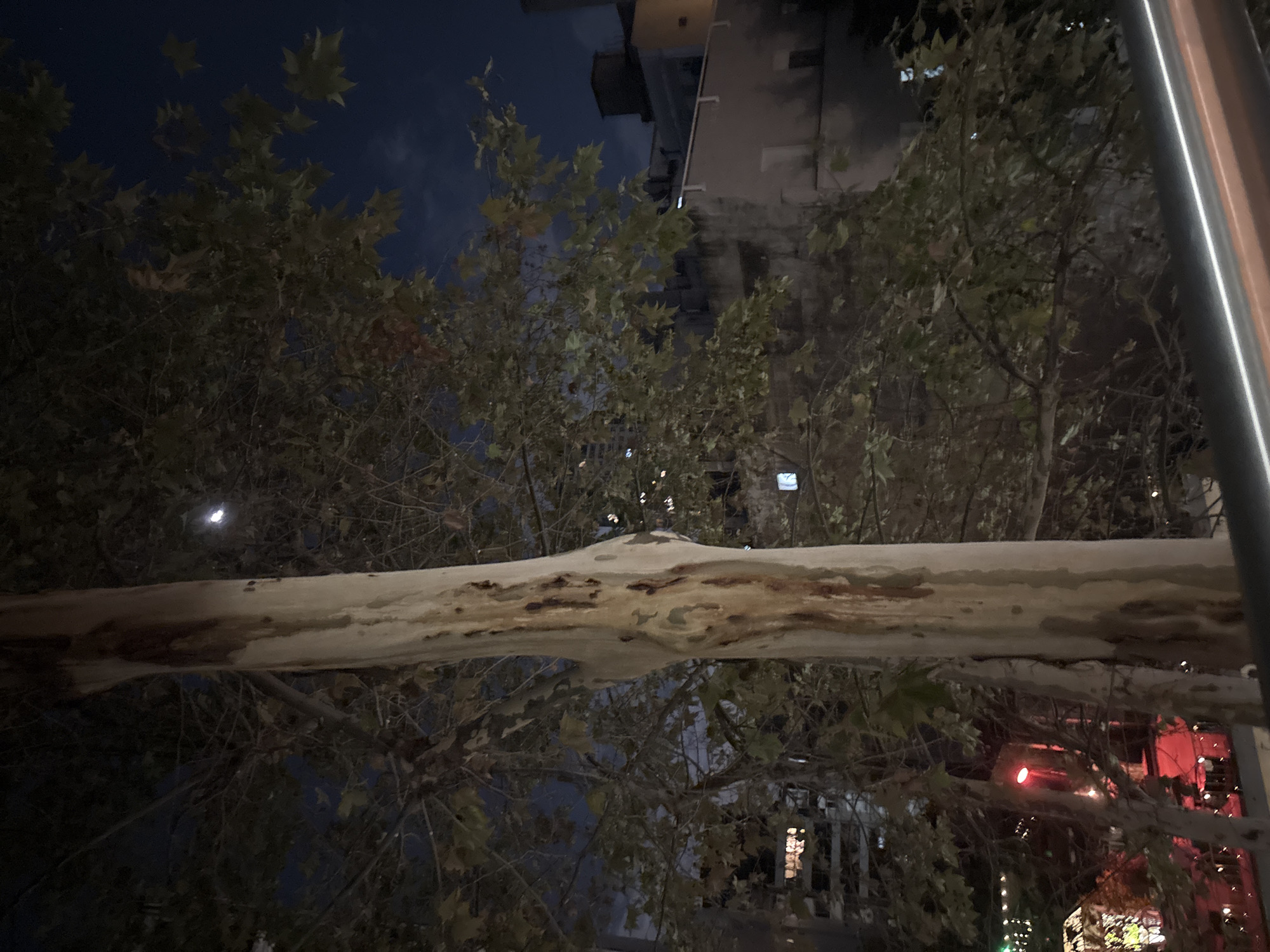 At night, a horizontally oriented tree trunk dominates the foreground, appearing light brown and mottled with darker patches. Beyond the trunk are trees with sparse green leaves, silhouetted against a dark blue and cloudy night sky. A tall, light-colored building is visible to the right of the frame. Streetlights and the red glow of taillights are seen through the trees. A metallic pole is partially visible on the far right. Given the specific type of tree and architecture, it is reasonable to assume this photo was taken in Buenos Aires, Argentina.