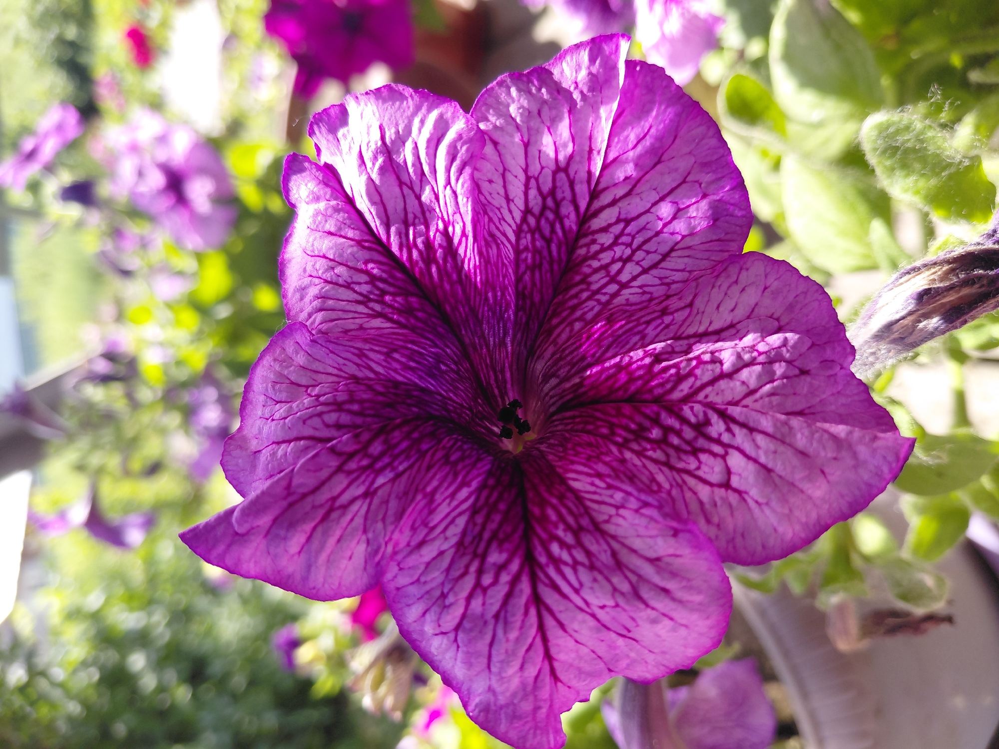 A close-up, eye-level shot captures a vibrant purple petunia flower in full bloom. The flower's petals are intricately veined with darker purple lines, radiating from the dark center. The background is softly blurred, revealing more purple petunias, green foliage, and hints of a bright sky and possibly a fence. The lighting suggests it is daytime, likely outdoors. The image does not contain any elements that would indicate a specific location in Novosibirsk, Russia, or any people or actions.