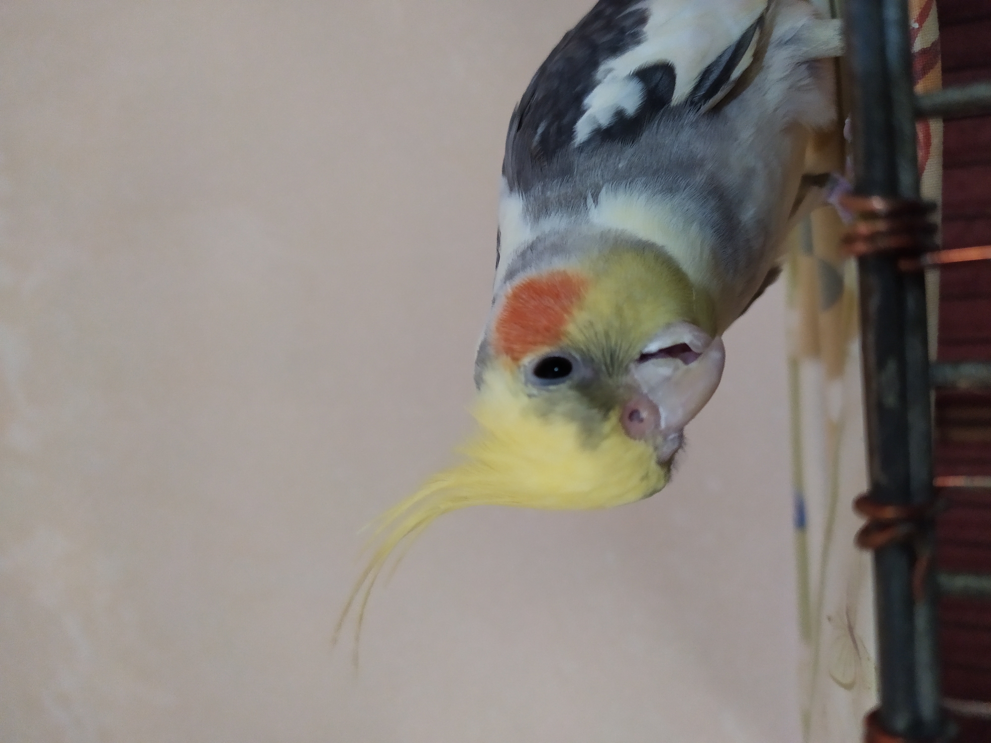 The image shows a cockatiel hanging upside down from a cage. The bird has yellow crest feathers, a grey body, and white and black wing feathers. It has a pinkish-orange cheek patch and a black eye. The bird appears to be looking at the camera with one eye slightly closed. The background is a light-colored wall. The cage bars are visible on the right side of the image. The lighting suggests it is daytime. The location is Bilajari, Azerbaijan. No text is visible in the image.
