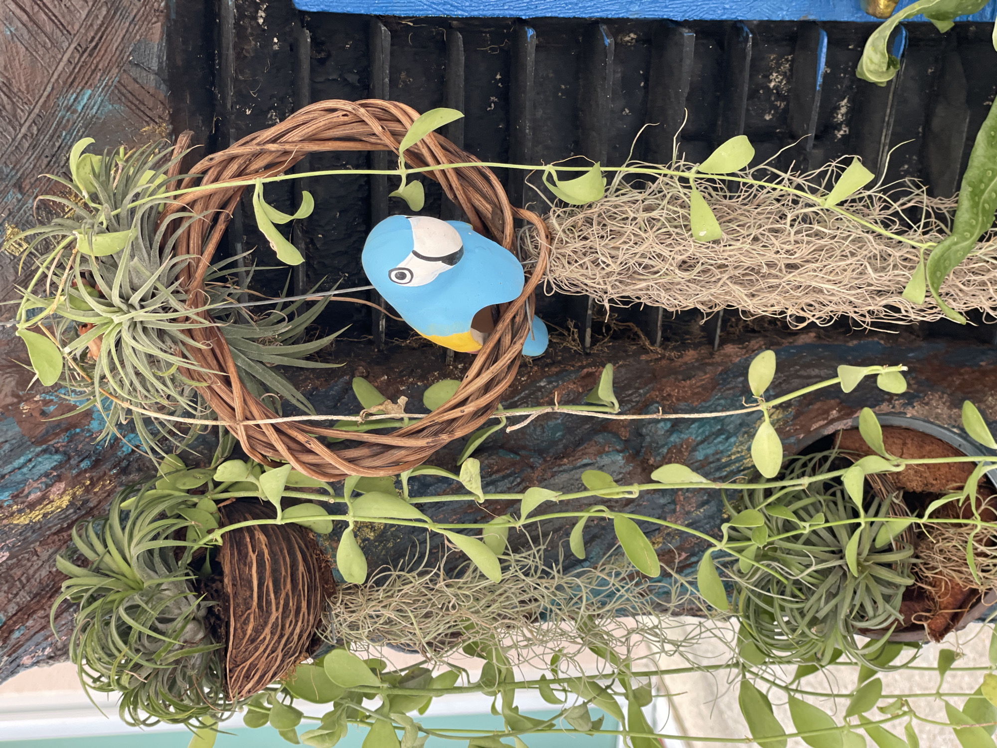 A close-up, eye-level shot captures a decorative birdhouse adorned with various plants. The birdhouse is made of wood, painted with a rustic, textured finish of brown, teal, and yellow. A bright blue ceramic parrot figurine, with yellow accents on its wings and black and white details on its face, is perched on a circular wreath of dried branches. Dangling from the birdhouse are several air plants and a vine with heart-shaped green leaves. To the right of the birdhouse, a section of a black, tiered structure is visible, possibly a shutter or part of a building. The background is blurred, suggesting an outdoor setting. This image was taken in Pattaya City, Thailand.