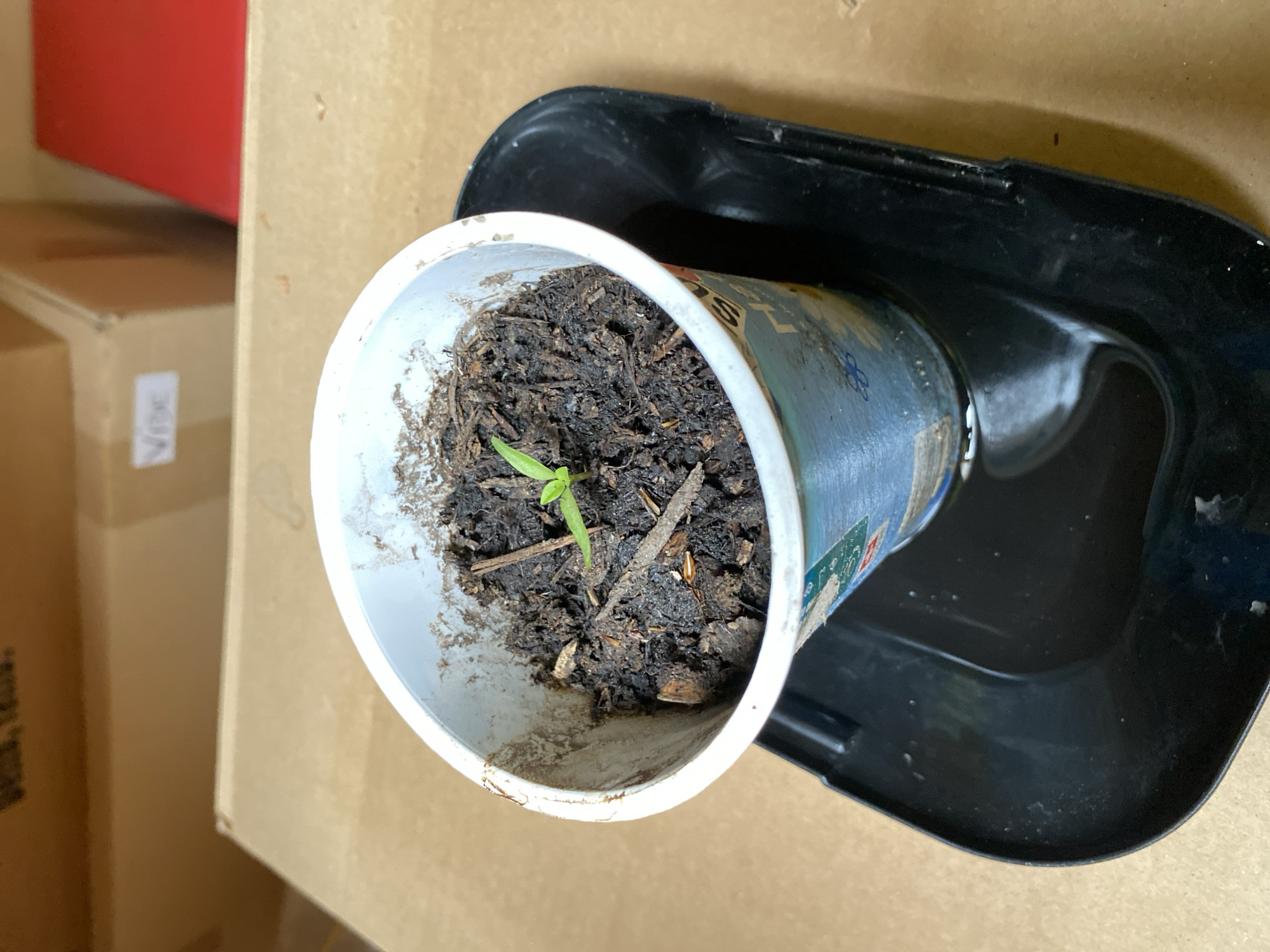 An overhead, close-up shot displays a small, vibrant green seedling growing in a repurposed white plastic cup, which itself is placed inside a black plastic tray. The cup contains dark, moist soil mixed with visible organic matter such as wood chips. The seedling features two delicate, light green leaves. The white cup exhibits faint blue and possibly red graphic elements, including what appears to be a stylized flower, but any text is illegible due to blurriness and distance.
In the blurred background, several large, stacked brown cardboard boxes are visible, suggesting an indoor, possibly storage or utility, setting. A red object is partially seen in the upper left corner of the frame. Indistinct white text is barely discernible on one of the cardboard boxes. There are no people, and no specific time of day or weather conditions can be determined from the image. The scene depicts a simple, practical setup for nurturing a plant indoors, with the location context provided as Courpière, France.