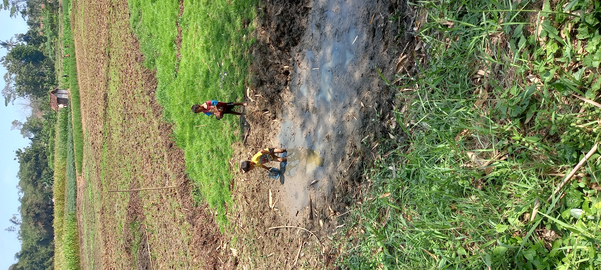 Two young children are playing in a muddy puddle in a rural area, likely in Sidamulya, Indonesia. The child on the left, wearing a yellow shirt and dark shorts, is standing in the shallow water, holding a blue bucket and appearing to be scooping mud. The child on the right, wearing a red and blue shirt and dark shorts, stands on the muddy bank to the child's right, holding a woven basket. The surrounding environment consists of tilled fields with some green growth, dry earth, and scattered dry leaves. Beyond the immediate area, there are more fields with crops, trees, and a small building with a red roof in the distance. The sky is clear and blue, suggesting a sunny day.