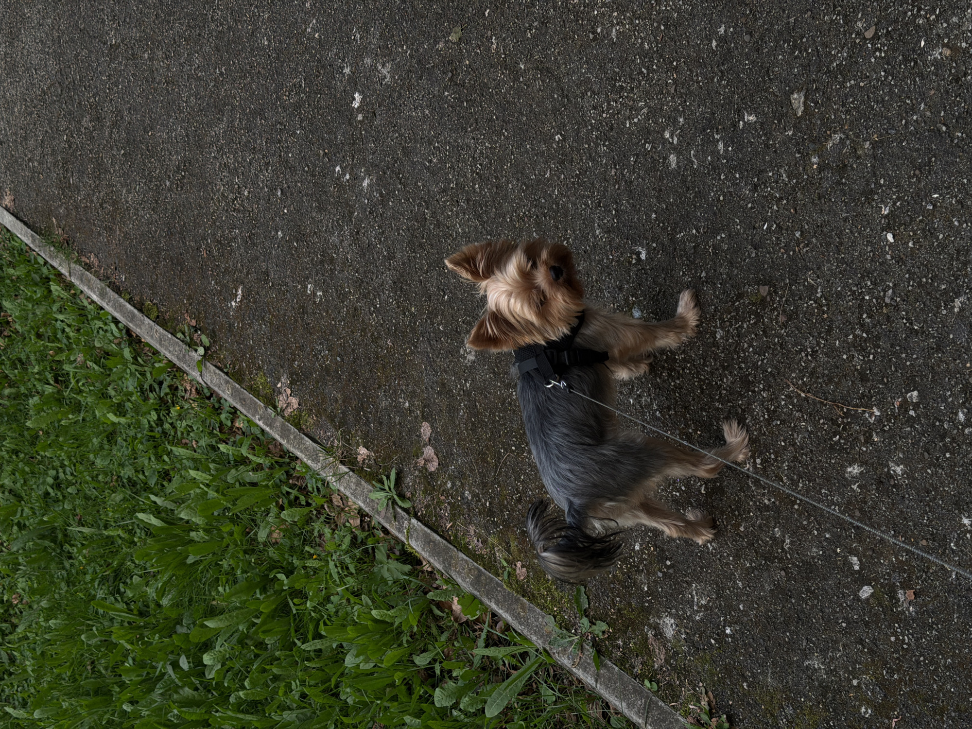 A small, fluffy Yorkshire Terrier dog stands on a paved path next to a grassy area. The dog is wearing a dark harness and is attached to a leash. The path appears to be made of asphalt and is bordered by a concrete strip. The grassy area is lush and green, with some fallen leaves scattered on the ground. The scene is set in a city park or walkway. The image does not provide any specific visual cues to pinpoint the exact location within the city of Perm, Russia.
