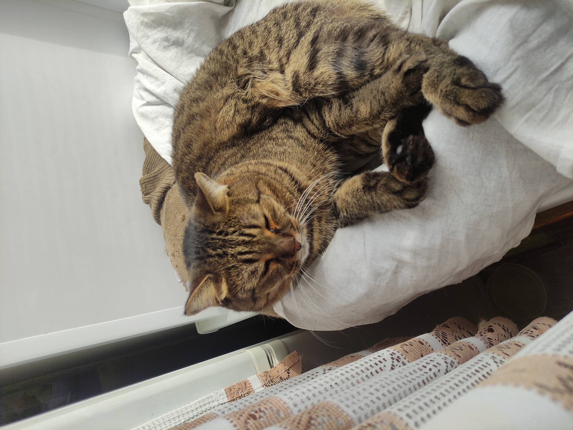 A tabby cat is sleeping curled up on a white pillow next to a window. The window is partially covered by a white and brown lace curtain. The scene is indoors. There is no evidence to support the location being in Pavlodar, Kazakhstan.