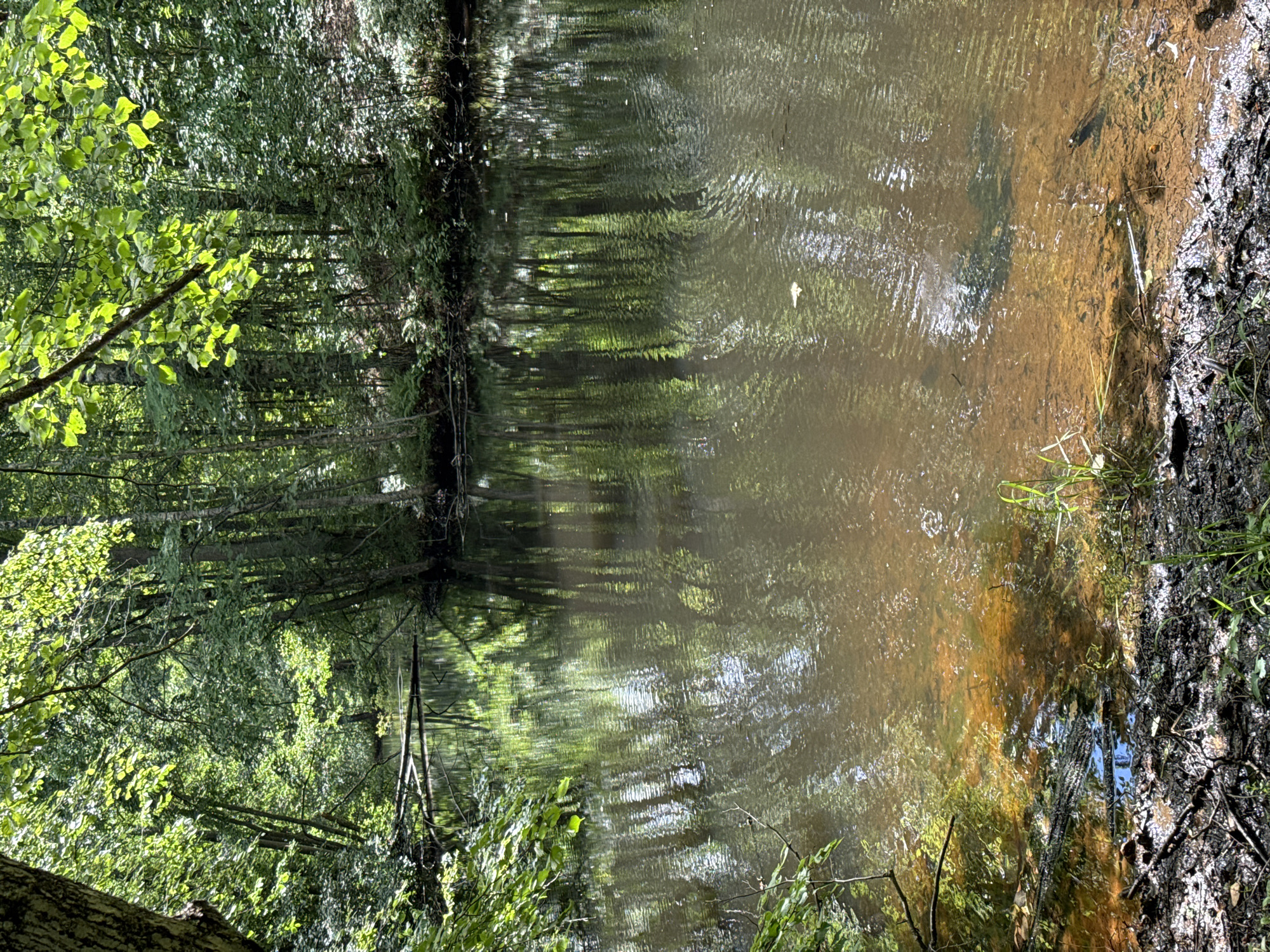 The image shows a body of water in a forest. The water is calm and reflects the surrounding trees and foliage. The trees are lush and green, with sunlight filtering through the leaves. The ground near the water is muddy and covered with fallen leaves and branches. There are no people or animals visible in the image. This scene appears to be a natural environment, likely a river or a pond, within a forest. The mention of Interkompleks, Russia is not supported by any visual information in the image.