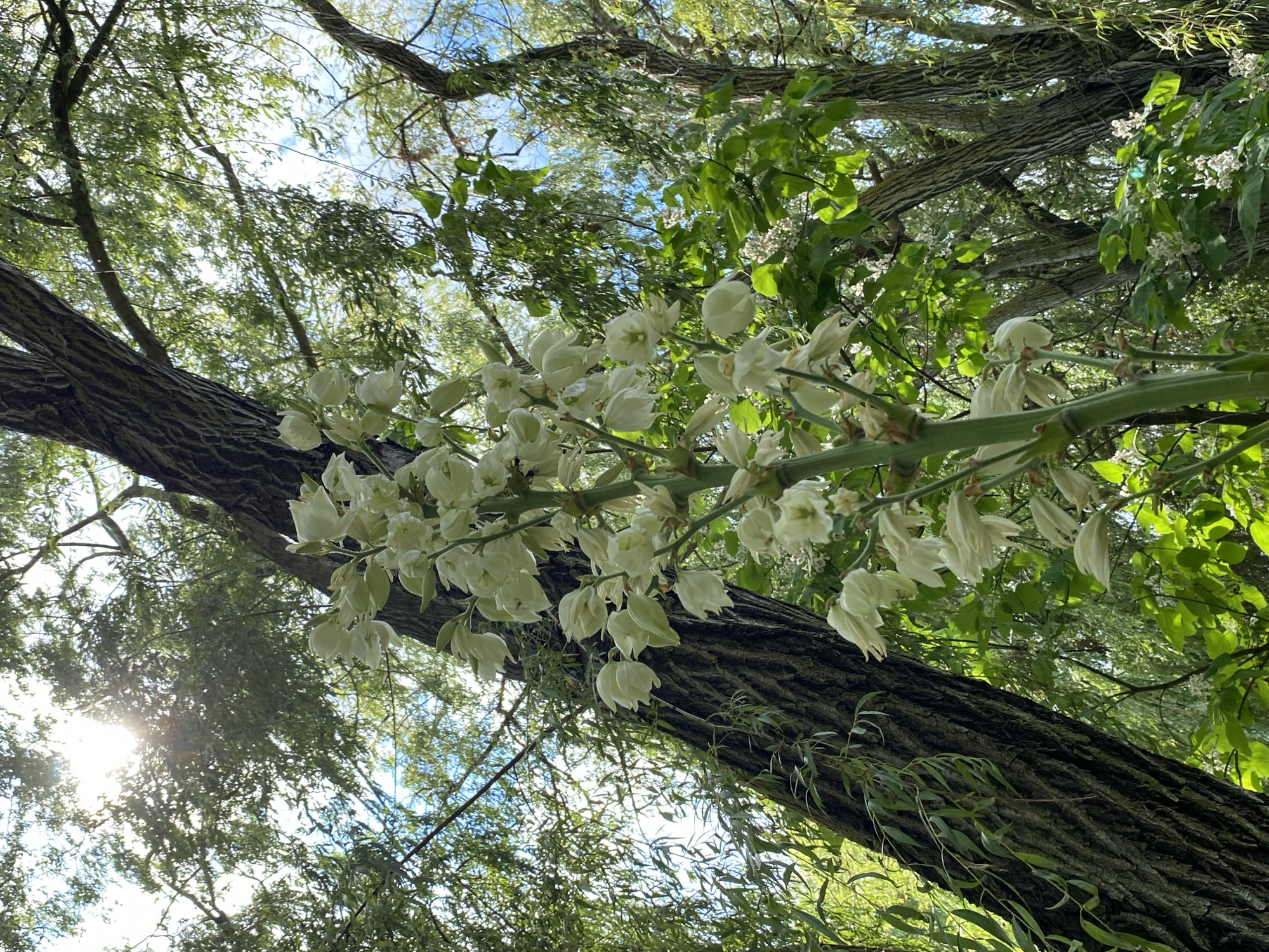 A low-angle shot captures a dense canopy of trees from below. The rough, textured bark of a large tree trunk dominates the foreground, running diagonally across the frame. From this tree, a stalk of creamy white flowers cascades downwards, with delicate, bell-shaped blossoms clustered along its length. The flowers are the primary subject, their pale hue contrasting with the darker bark and the vibrant green foliage. Sunlight filters through the leaves, creating a dappled effect and highlighting the details of the flowers and leaves. The sky, visible through the gaps in the branches, is a bright blue with wisps of white clouds. The overall impression is one of lush, natural beauty, suggesting a warm and sunny day in a wooded area. The scene is peaceful and serene, with no visible text or people. The location context is Plastunovskaya, Russia.