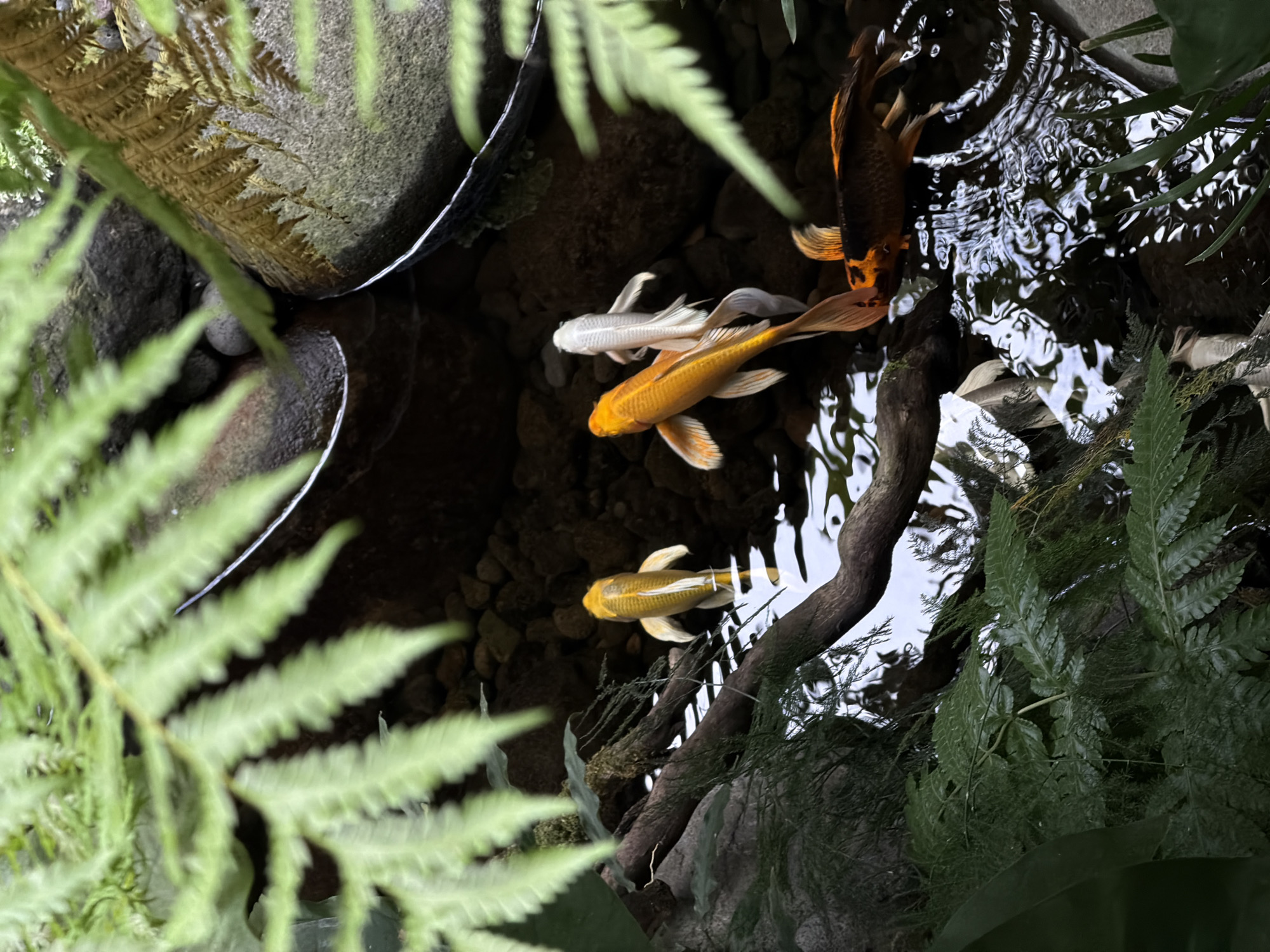 A high-angle shot depicts a tranquil pond, possibly in North Kuta, Indonesia, populated with several Koi fish. The fish display a variety of colors, including white, gold, and black with orange markings. The pond is surrounded by lush vegetation, including fern fronds. Rocks are placed around the pond's edge, and a piece of driftwood lies in the water. The water surface shows ripples and reflections, suggesting slight movement. The overall scene suggests a serene and well-maintained outdoor space.