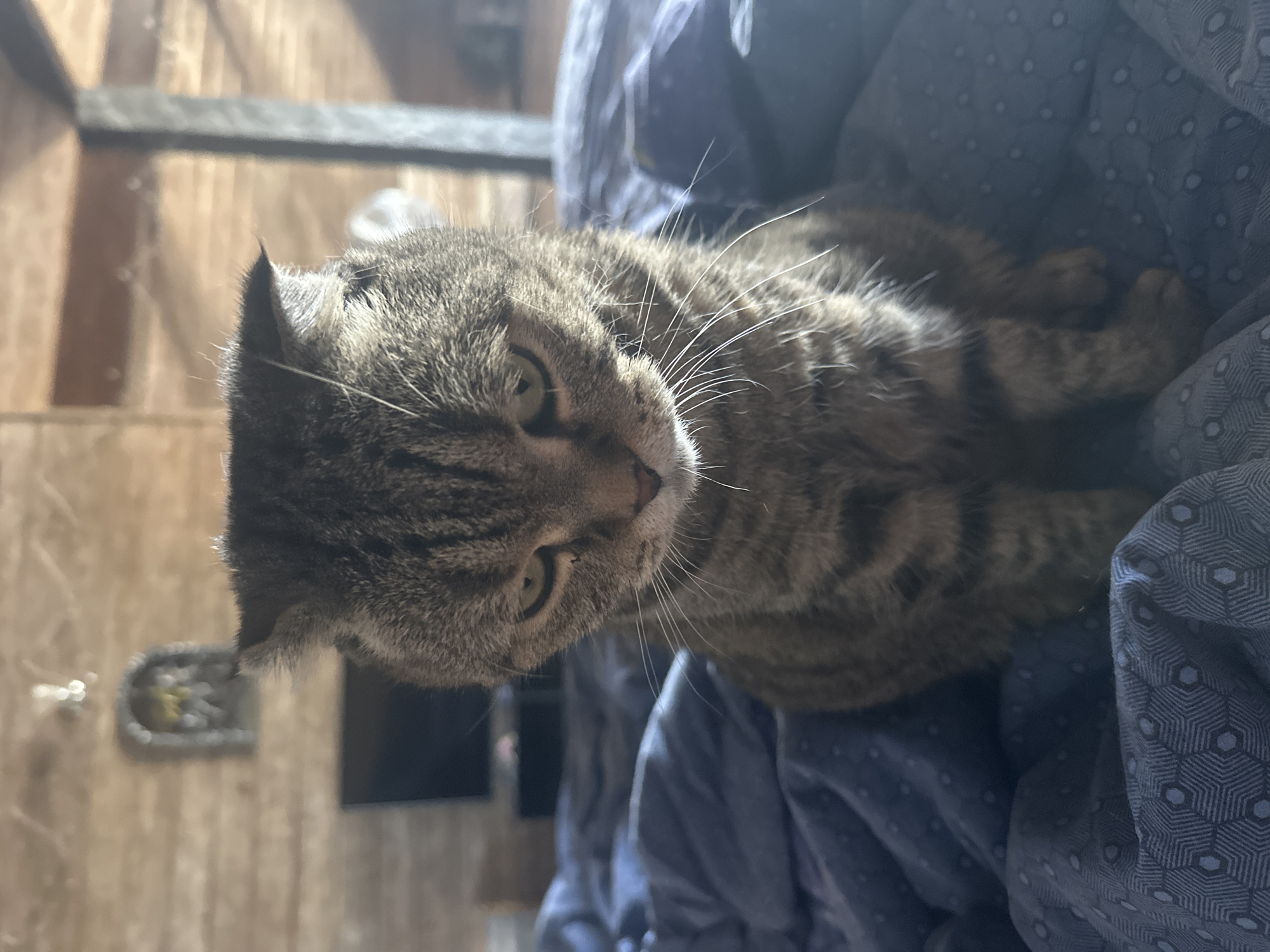 A tabby cat is sitting on a blue comforter, looking down with a sad expression. The background is a wooden wall with some blurry objects on it. The cat is in the center of the frame, and its fur is striped with brown and black. The comforter has a patterned design with small white dots and a hexagonal pattern along the bottom. The lighting suggests it is daytime, with sunlight coming from the right. The scene appears to be indoors, likely in a bedroom. The location in the city of Virki, Russia, is not discernible from the image.