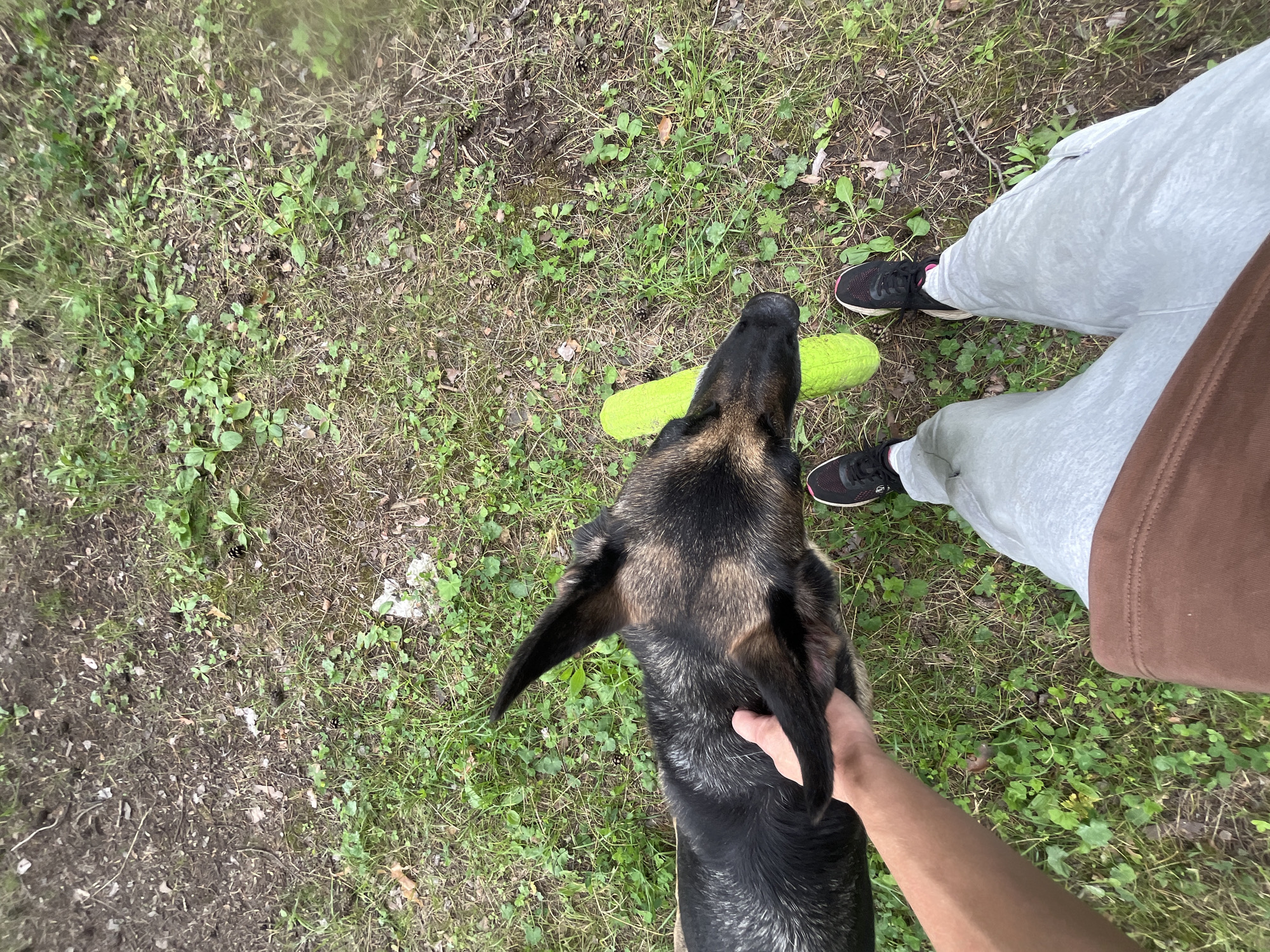 An eye-level, overhead perspective shot shows a person's hand petting a German Shepherd dog. The dog is black and tan, with erect ears. A bright green, cylindrical object lies on the ground near the dog's head. The person is wearing light grey sweatpants and a brown t-shirt. Black sneakers with pink accents are visible on the person's feet. The ground is covered in dry grass, green clover-like plants, and some dirt. The scene is set in an outdoor, wooded area. There is no identifiable information suggesting the location is in Nizhny Tagil, Russia.