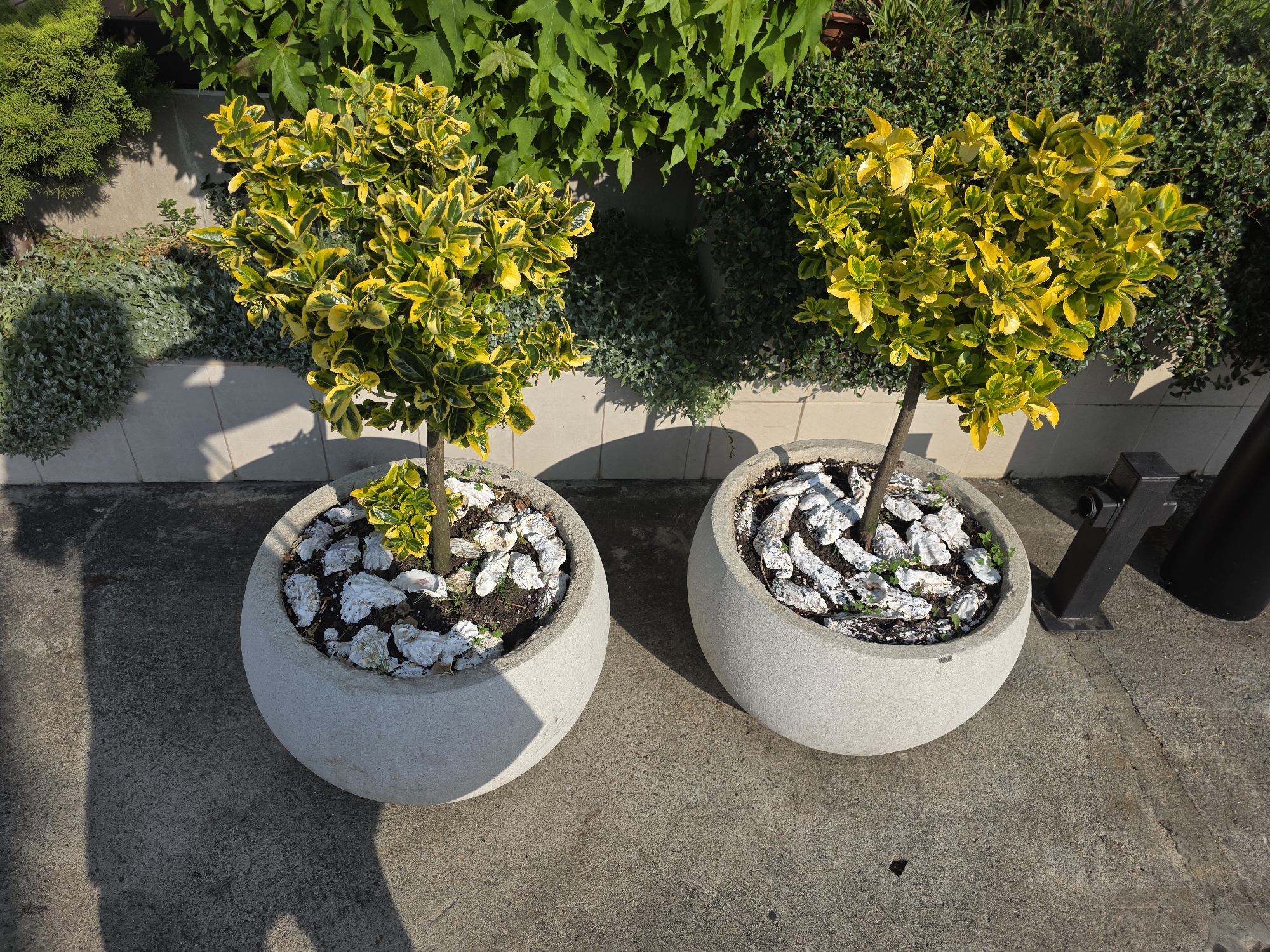 Two potted plants with variegated yellow and green leaves are displayed outdoors on a paved surface. The plants are in light-colored, rounded pots. The pots are filled with soil and decorative white rocks or shells. In the background, there are various other plants, including dense green foliage and ivy. The scene is lit by bright sunlight, casting shadows on the ground. To the right of the pots, a black metal object, possibly a lamppost base or garden furniture, is visible. The location is identified as Sochi, Russia.