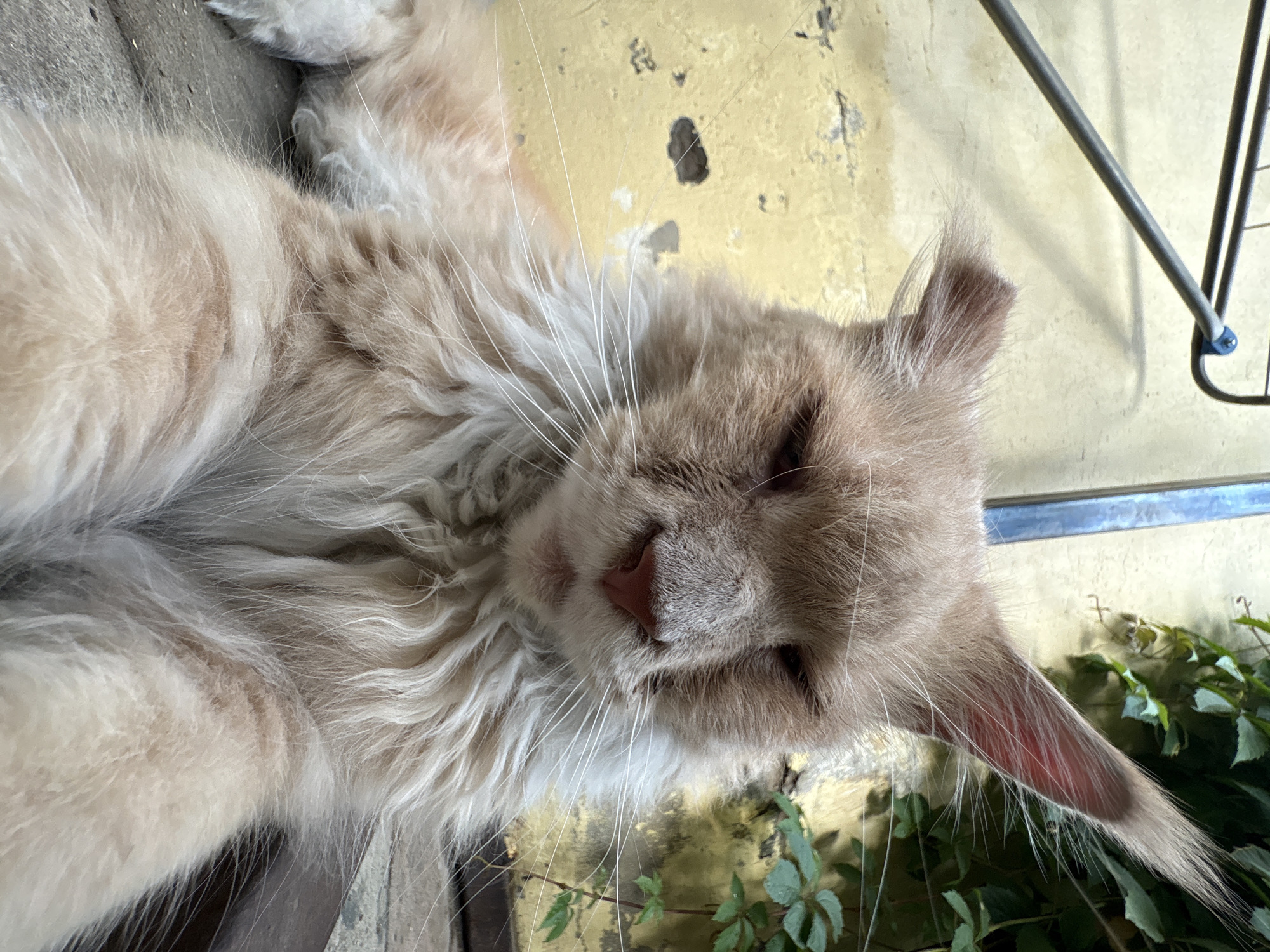 A close-up, low-angle shot captures a fluffy, light-colored Maine Coon cat lying down outdoors. The cat's eyes are mostly closed, and its head is tilted slightly downwards. Its prominent ear tufts are visible, and long white whiskers fan out from its snout. The background consists of a weathered, pale yellow wall with some dark patches, and lush green foliage on the right side. A metal rack or clothesline is partially visible at the top of the frame. The ground appears to be paved with stone or concrete. The image does not provide any specific landmarks or details that would indicate its location in Almaty, Kazakhstan.