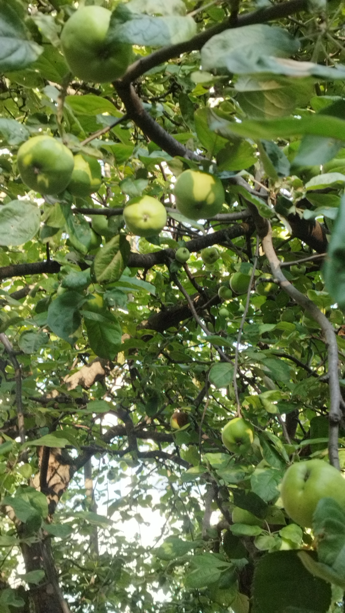 The image shows a close-up view of green apples growing on tree branches, interspersed with green leaves. The lighting suggests it is daytime, with sunlight filtering through the foliage, creating highlights and shadows on the apples and leaves. The perspective is from below, looking up into the canopy of an apple tree. The scene depicts a natural outdoor environment. The location in Stary Oskol, Russia, cannot be determined from the visual information provided in the image. There are no people, animals, or specific man-made structures visible.