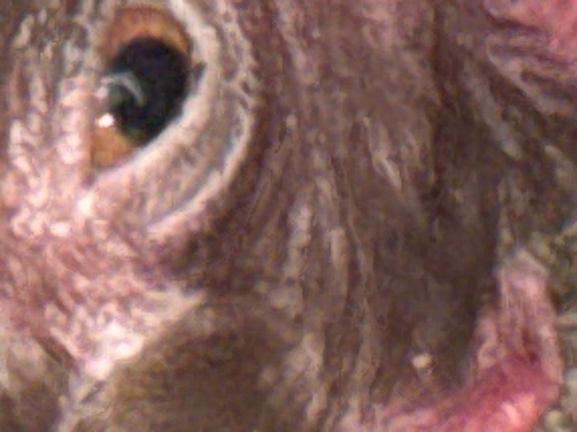 The image is a close-up, low-resolution shot of what appears to be the head of a turkey. The focus is on the eye, which is dark with a yellowish-brown iris. The surrounding skin is wrinkled and textured, with a color palette of browns, pinks, and whites. There is no discernible environment or location information present within the image itself, and therefore no connection can be made to Heniivka, Ukraine.