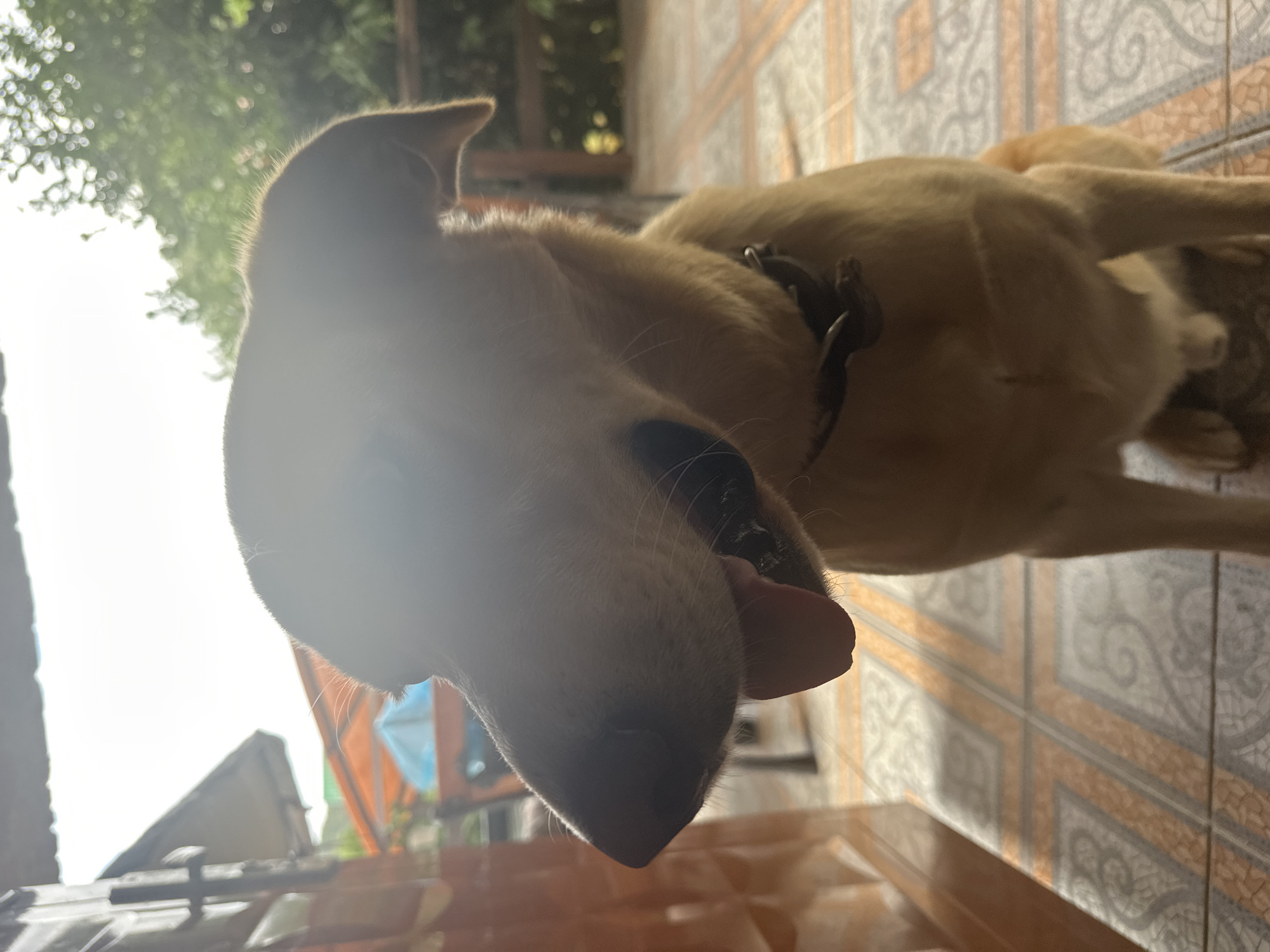 A medium shot captures a light brown dog sitting outdoors on a tiled floor. The dog is facing left with its mouth slightly open and tongue visible. The dog is wearing a dark collar. In the background, trees are visible, and there is a bright, hazy sky. To the left of the dog, a portion of an orange wall or structure is present. The tiled floor has a pattern of light and dark tiles with orange accents. The scene suggests an outdoor, possibly residential or patio area. No specific landmarks or elements indicate the location in Sochi, Russia.