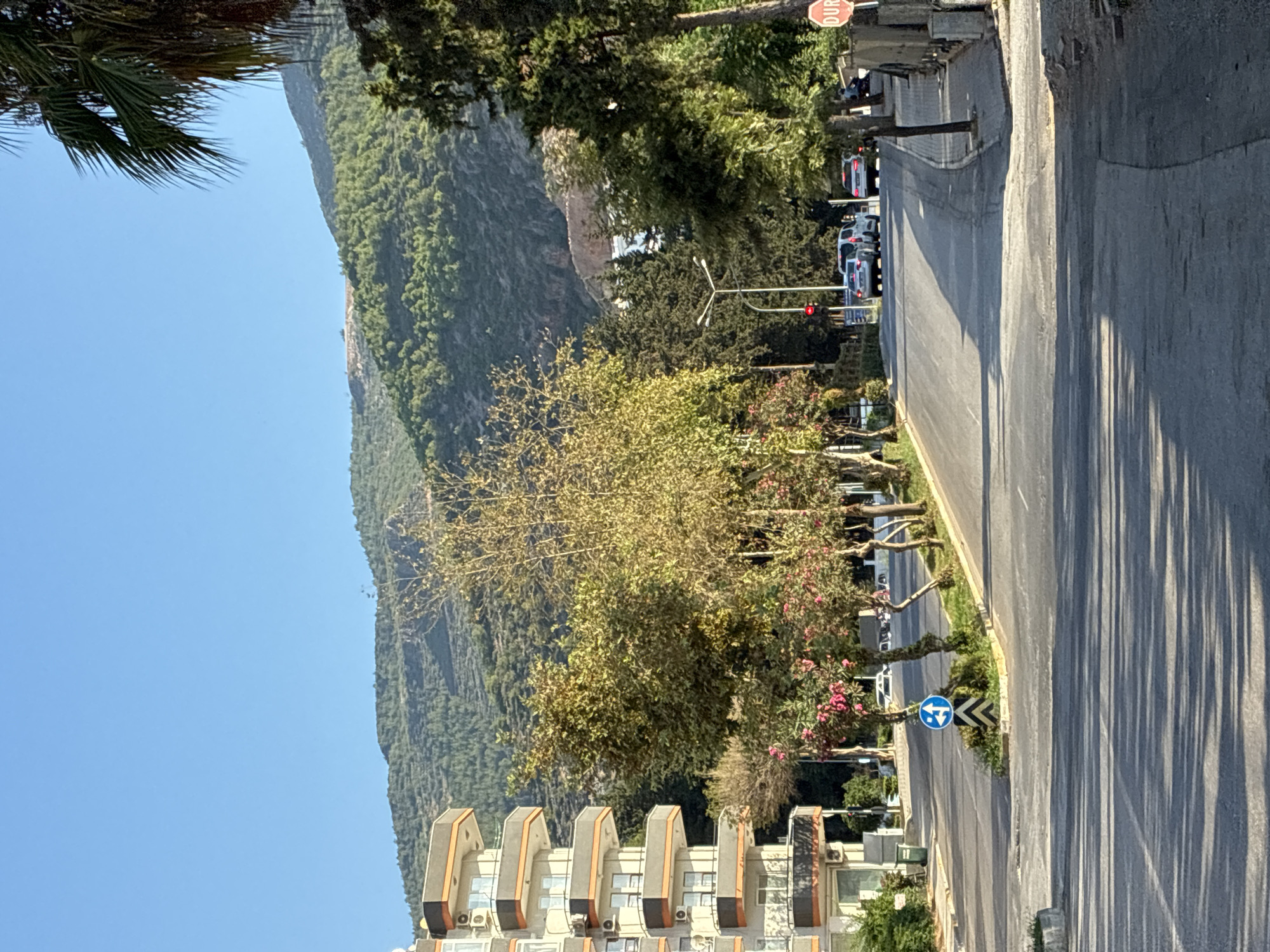 The image depicts a street scene in Alanya, Turkey, under a clear blue sky. In the foreground, a paved road is visible, marked with white lines and casting long shadows from unseen trees. To the left, a multi-story apartment building with rounded balconies is prominent. In the middle ground, a variety of trees, some with green foliage and others with yellowing leaves, line the road. Pink flowers are also visible on some of the trees. Traffic signs, including a blue circular sign with arrows indicating a mandatory turn, are present. Several cars are driving on the road, and a traffic light shows red. In the background, a steep, tree-covered mountain slopes upwards. A red circular stop sign is visible on the right side of the road. The overall scene suggests a residential area with urban infrastructure and natural elements.