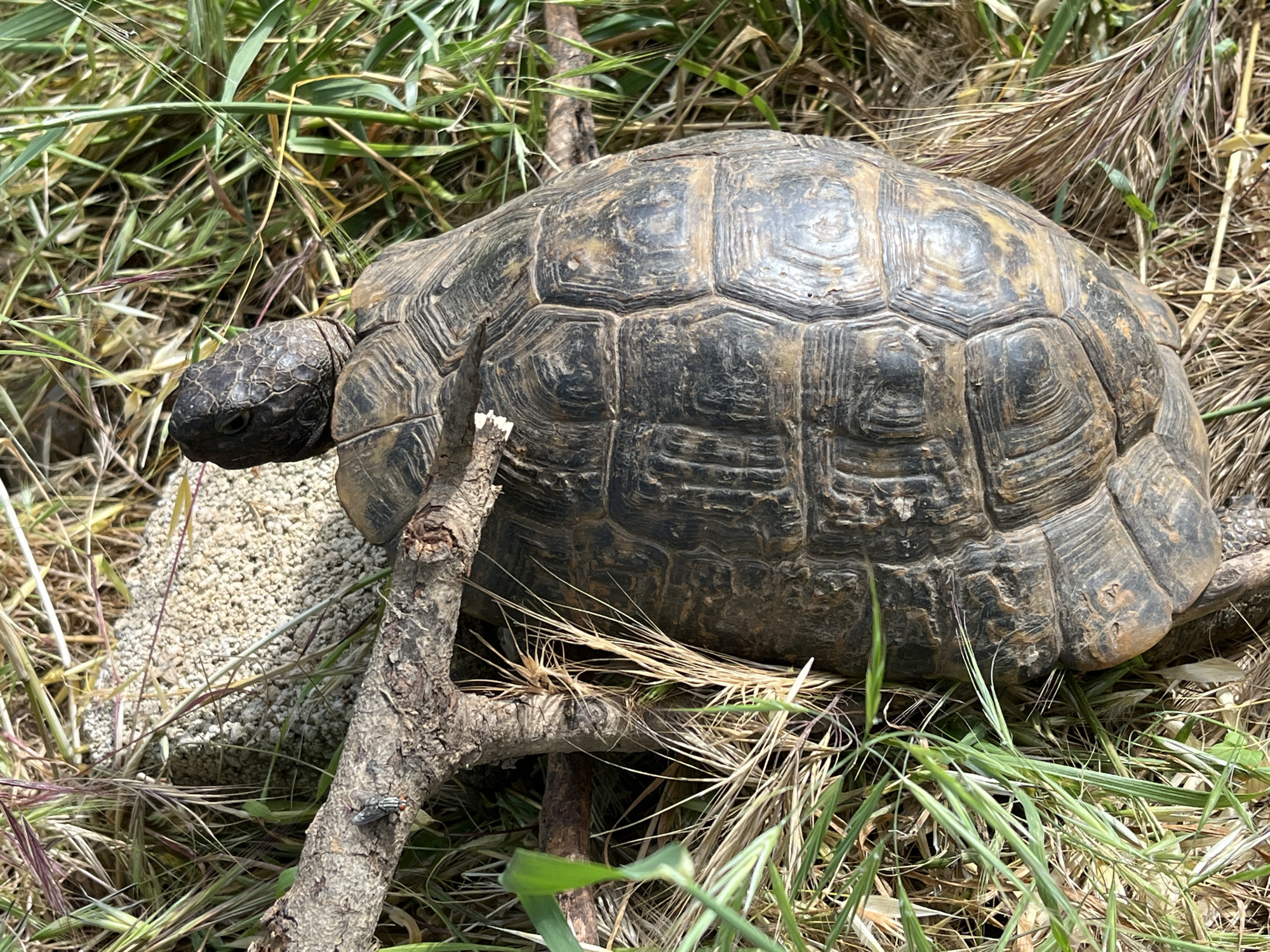 A tortoise is located in the grass. There is a concrete brick behind the tortoise. There is a small tree branch in front of the tortoise. The grass contains some weeds. The location is likely Alanya, Turkey. No people are present in the scene.