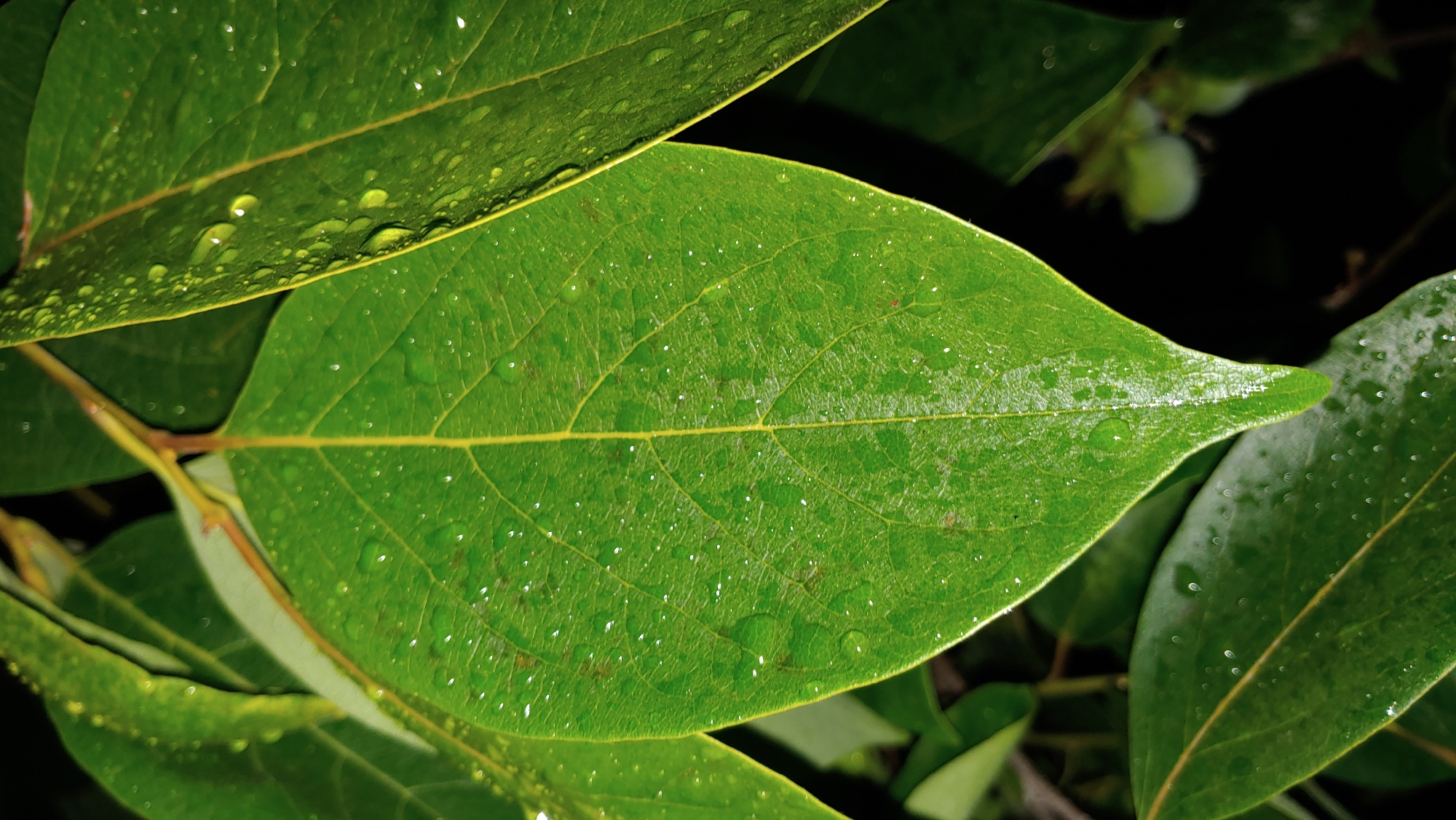 The image is a close-up of several green leaves with water droplets on them, suggesting recent rain or dew. The leaves are glossy and appear healthy, with visible veins. One large leaf dominates the foreground, its pointed tip facing downwards. Other leaves are partially visible in the background, some slightly out of focus. The lighting is dim, with some areas of bright reflection on the water droplets. The background is dark and indistinct, hinting at a natural setting, possibly a garden or park. There are no people or visible man-made structures in the image. The location in Mukachevo, Ukraine, is not discernible from the visual information provided in the image itself.