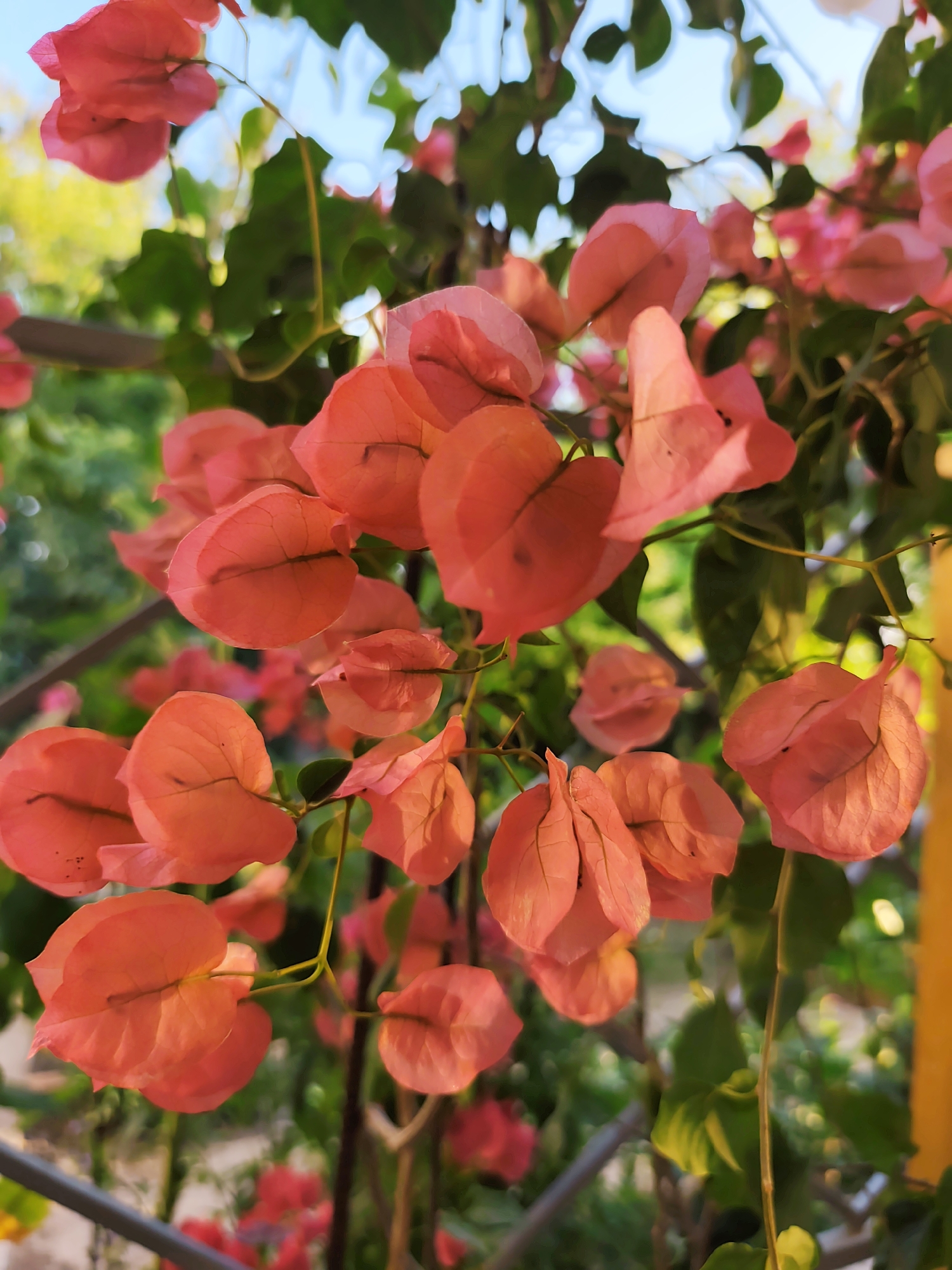 In Goyany, Moldova, this image captures a close-up view of vibrant, salmon-pink bougainvillea flowers. The flowers, with their delicate, paper-like bracts, are clustered together, some appearing translucent from the sunlight filtering through them. Green leaves and thin stems are interspersed among the blooms, creating a natural, organic arrangement. The background is softly blurred, suggesting an outdoor setting with hints of sunlight and greenery, possibly indicating a garden or a public space where such flowering plants are cultivated. The lighting suggests it might be late afternoon or early morning, casting a warm glow on the petals. There are no people or animals visible in the scene.