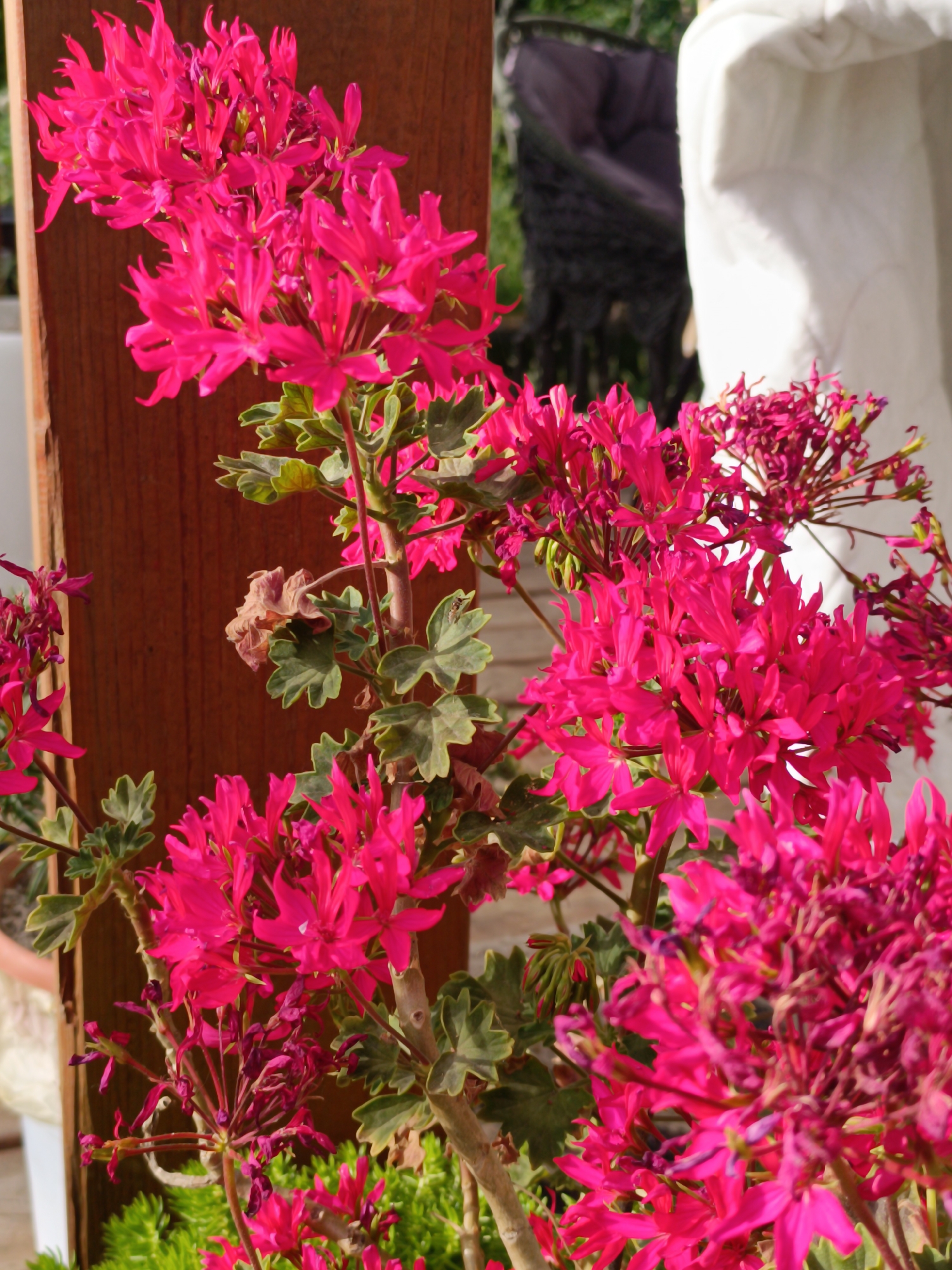 A close-up shot captures vibrant magenta geranium flowers blooming in an outdoor setting. The flowers, with their delicate, ruffled petals, are the primary focus, with some in full bloom and others still forming buds. The backdrop includes a weathered wooden post to the left, which provides a natural contrast to the bright flowers. In the background, out of focus, is a glimpse of outdoor furniture, possibly a chair, and a large white structure, perhaps a draped cloth or a piece of outdoor decor. The lighting suggests it is daytime, with sunlight illuminating the flowers and casting subtle shadows. The image is likely taken in Salihorsk, Belarus, given the specific location context provided.