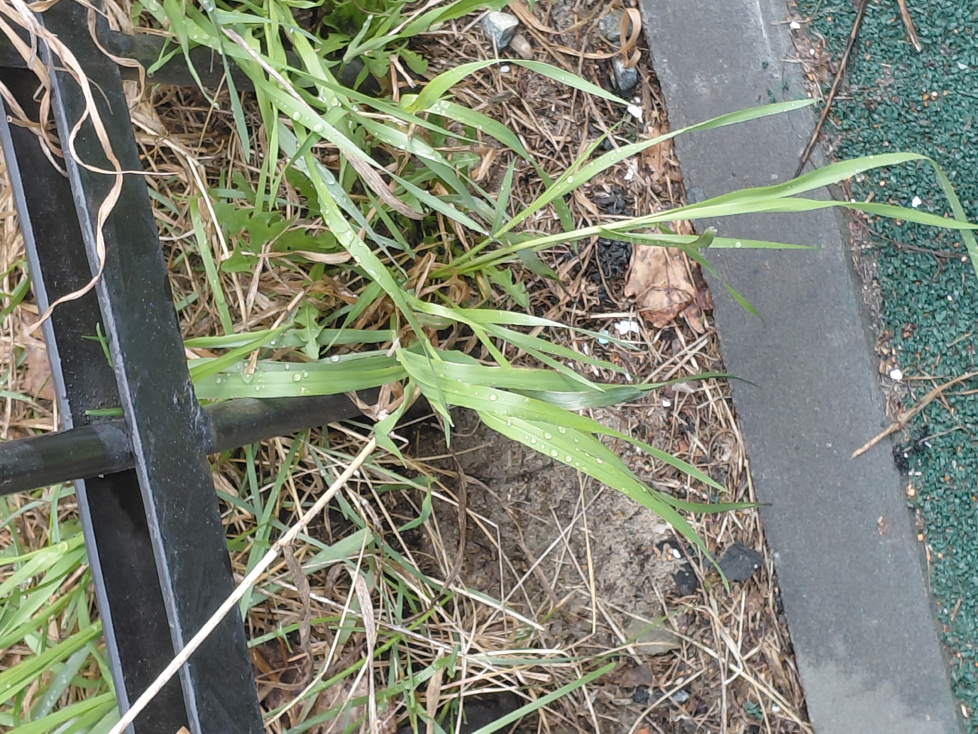 This close-up image captures a section of ground bordered by man-made structures, featuring a mix of vibrant and dry vegetation.
The primary subject is a cluster of fresh, green grass blades, each adorned with numerous small water droplets, suggesting either morning dew or recent rainfall. These blades grow from an earthy base, interspersed with patches of dry, straw-like grass and a few fallen brown leaves. The ground itself is composed of dark soil and visible dirt.
On the left side of the frame, a dark, possibly black, metal structure resembling a fence or railing runs vertically and horizontally, partially obscured by the foliage. To the right, a gray concrete curb or border creates a clear line, separating the grassy area from a textured, dark green surface that appears to be artificial, such as a synthetic playground flooring or artificial turf. Small pieces of white debris are scattered on and near the concrete and the artificial surface.
The lighting is soft and diffused, characteristic of an overcast day or early morning/late afternoon, which aligns with the presence of water droplets. No specific activity is depicted, and there is no visible text. The scene suggests an outdoor setting in an urban or suburban environment, potentially a park or a roadside area, located in Nadym, Russia, as per the provided context.