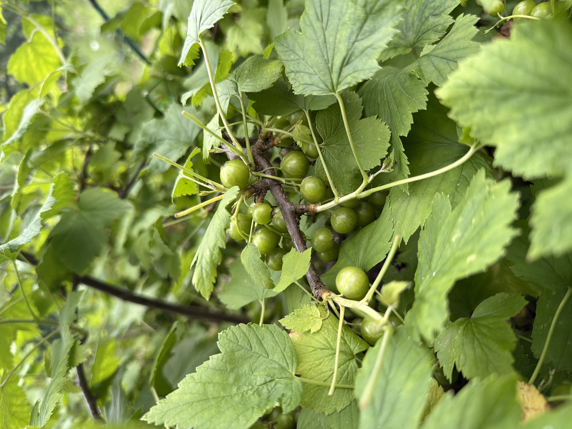 A close-up, eye-level shot captures a branch of green currants on a plant, surrounded by lush green leaves. The currants are clustered together, varying in size and shade of green. The scene is set outdoors, amidst the natural environment of Petukhi, Russia. The focus is sharp on the currants and immediate leaves, while the background is softly blurred, suggesting a natural setting like a garden or park.