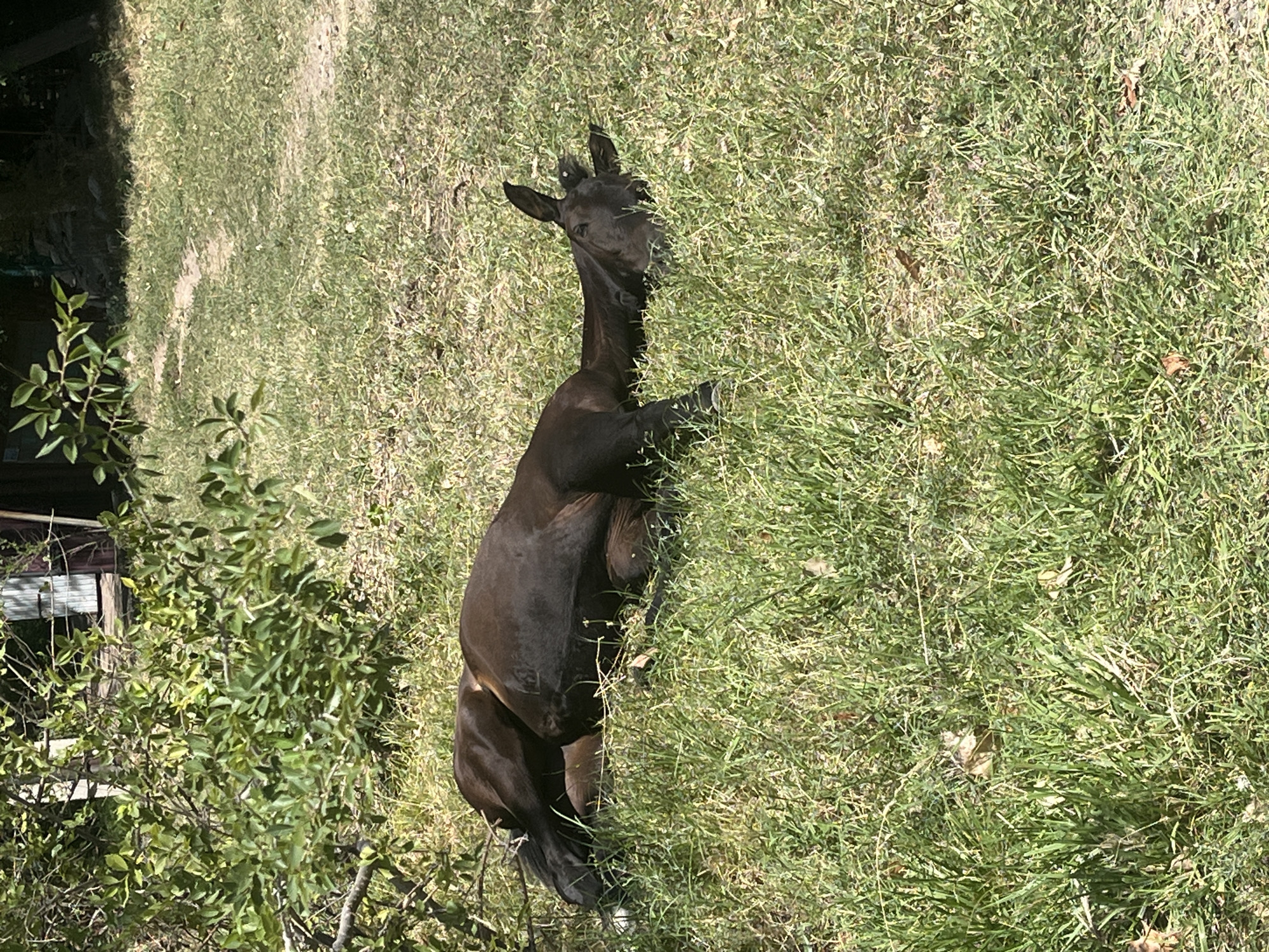 A dark-colored horse is lying on its side in a grassy area. The horse's head is resting on the ground, with its legs extended. Green foliage is visible in the upper left corner of the image, and a dirt path winds through the grass in the background. The scene appears to be outdoors, in a rural or semi-rural setting. The image was taken in Қарғалы, Kazakhstan.