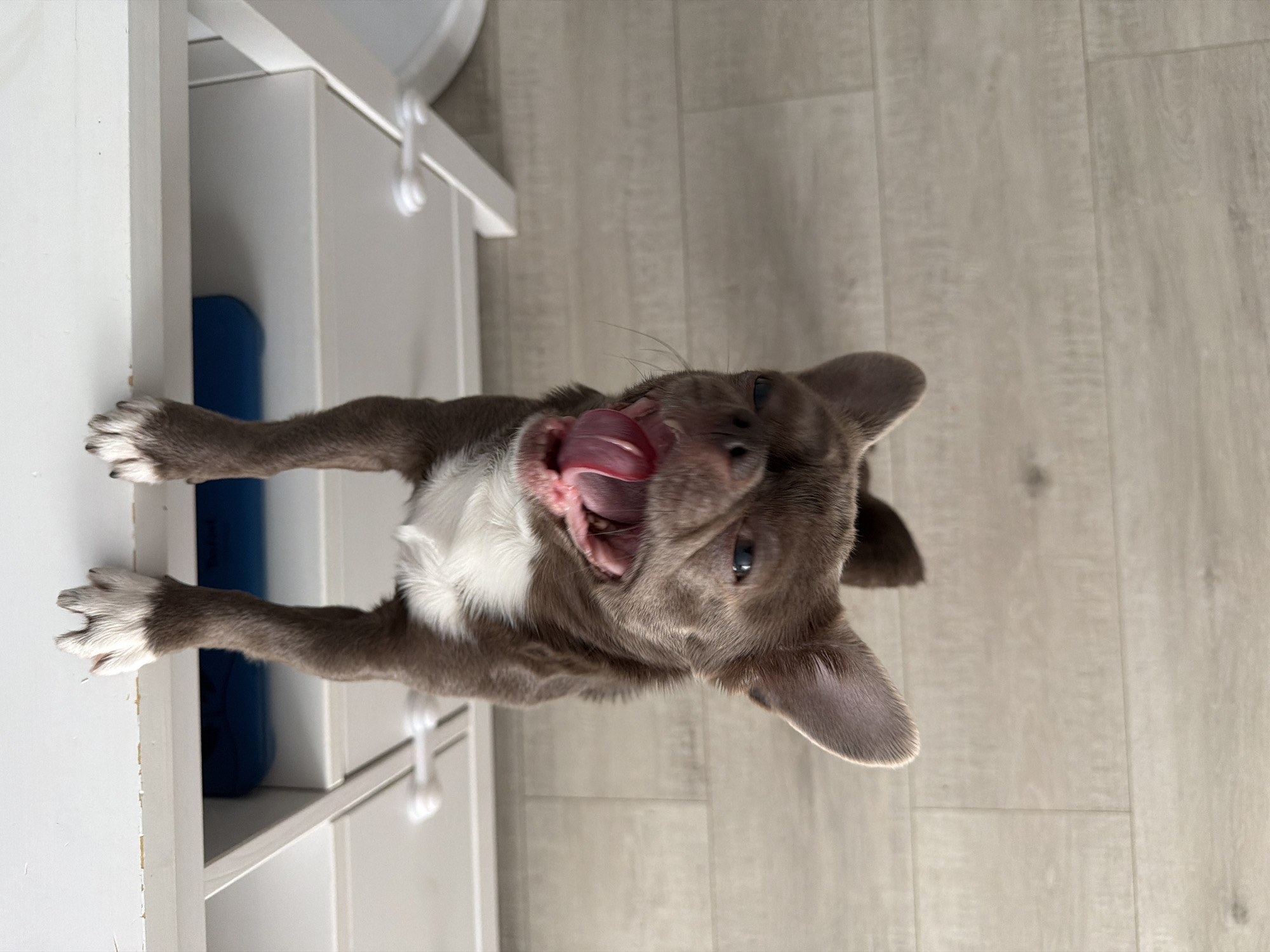 An indoor scene in Votkinsk, Russia, depicts a domestic canine, likely a puppy or young dog, suspended upside down. The animal features short, brown-grey fur with prominent white markings on its chest and front paws. Its front paws are gripping the underside of a white, horizontal furniture piece, possibly a desk or shelf, which shows minor edge wear. The dog's head is inverted, facing the camera, with its mouth open and a pink tongue extended upwards. Its eyes are directed towards the viewer. Beneath the primary furniture surface, a white drawer or cabinet is visible, secured by two white, plastic child safety latches. A dark blue object is partially discernible within a recessed area below the furniture. The floor is covered with light-toned, plank-style laminate or wood flooring.