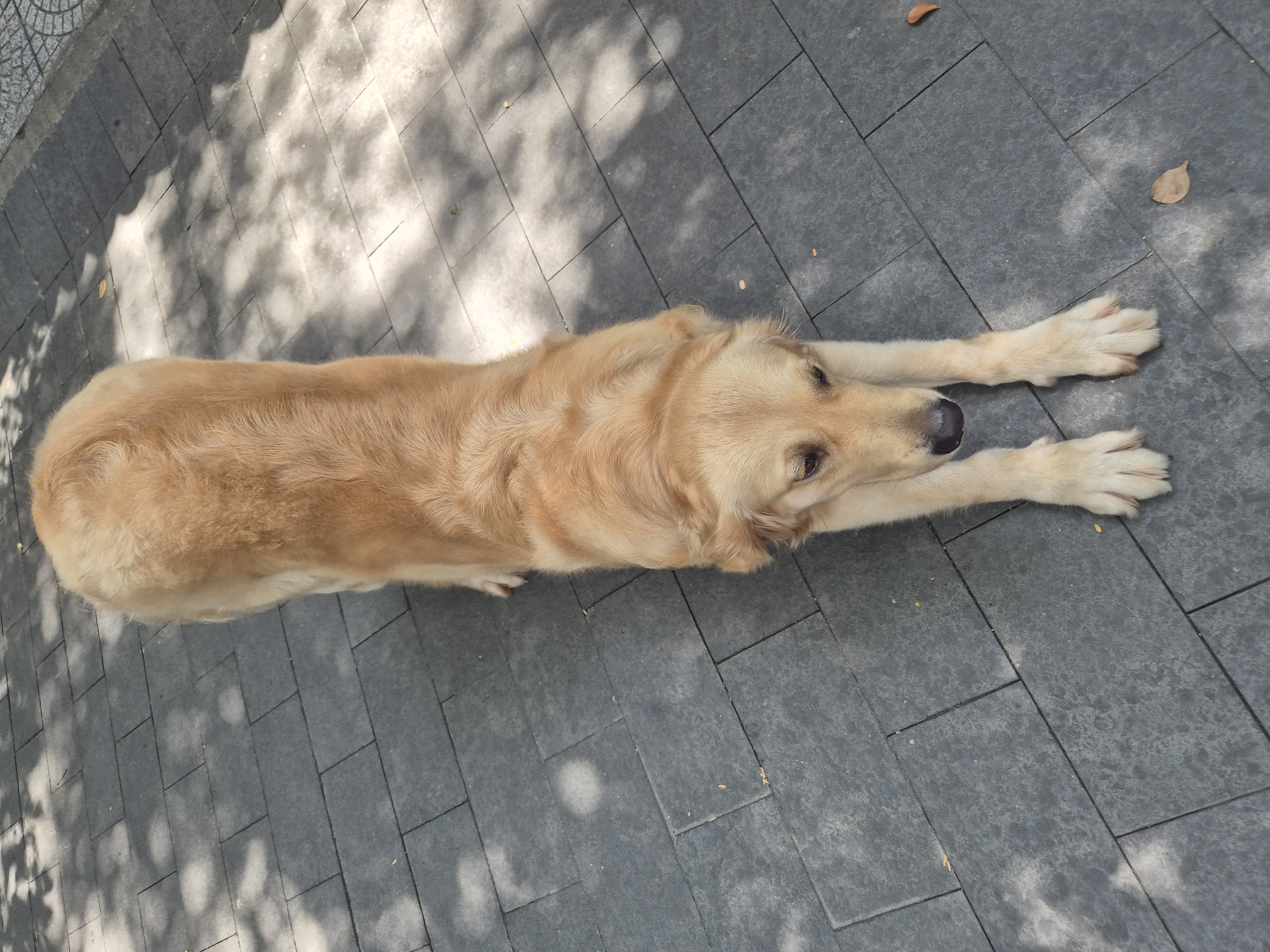 An adult Golden Retriever is positioned on a dark grey tiled sidewalk, its body elongated in a downward dog stretch. The dog's front paws are extended forward, while its hindquarters are slightly elevated. The dog has light golden fur, dark eyes, and a dark nose. Shadows from overhead foliage dapple the tiled surface. Scattered on the sidewalk are a few dry leaves. The scene appears to be an outdoor public space in Đà Nẵng, Vietnam, given the typical sidewalk tiling and the presence of trees casting shadows. There are no other individuals or objects of note in the immediate vicinity.