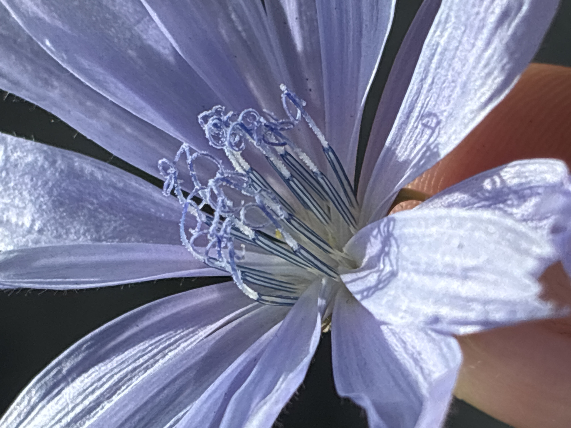 A macro photograph shows a close-up of a pale blue chicory flower. The flower's petals are elongated and slightly fuzzy, with visible veins. The center of the flower features several stamens, which are topped with clusters of blue, pollen-covered stigmas. A human finger, with visible fingerprints, is gently holding the base of one of the petals, providing a sense of scale. The background is a dark, out-of-focus void. The image was taken outdoors in Uuemõisa, Estonia.