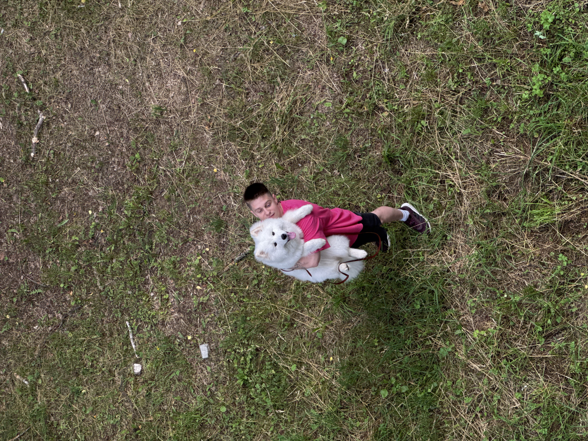 An aerial, high-angle shot captures a person holding a white Samoyed dog outdoors on a grassy field. The person, wearing a bright pink t-shirt and black shorts, cradles the dog in their arms. The dog appears to be a fully grown Samoyed, with fluffy white fur and its tongue slightly out. The ground is covered in a mix of green grass and dry, straw-like vegetation, with scattered small twigs and leaves. The location is identified as Chaikovsky, Russia.