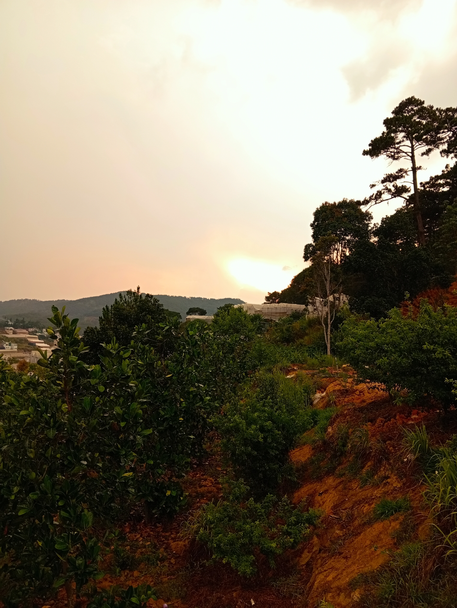The image shows a hillside landscape in Da Lat, Vietnam at sunset. In the foreground, there are rows of lush green trees and vegetation growing on the hillside, with visible red soil between the plants. The middle ground features more trees and glimpses of white structures (likely greenhouses or buildings) further up the hill. In the background, there are distant hills and a bright sunset visible through the trees. The sky is overcast with a warm, yellow-orange hue. The trees are dense, obscuring most of the underlying terrain. The scene appears peaceful and rural.