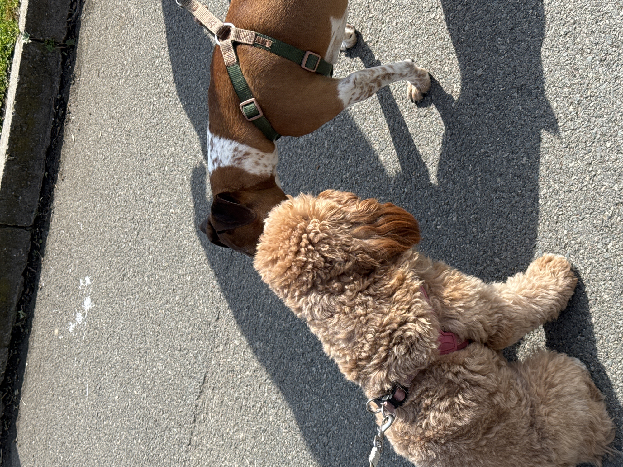 A high-angle shot depicts two dogs interacting on a grey asphalt surface with a concrete curb on the left. The first dog, a brown and white mixed breed, has a green harness and is sniffing the head of the second dog, a light-brown Goldendoodle that is lying on the ground with a pink harness. The location appears to be an outdoor public space, possibly a sidewalk or street. The lighting indicates a sunny day. The setting is in Burgas, Bulgaria.