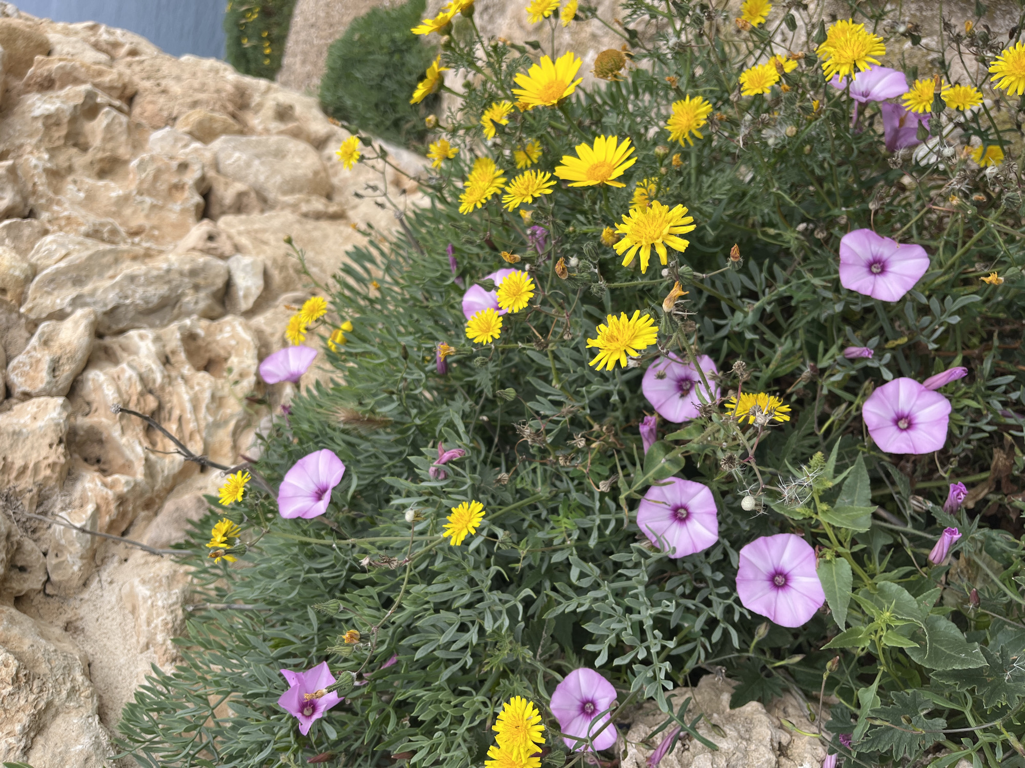 The image shows a close-up view of a patch of wildflowers growing on a rocky outcrop in Santeru/San Vero Milis, Italy. The foreground is dominated by light-colored rocks. A mix of yellow daisy-like flowers and lavender-colored morning glory flowers are interspersed among green foliage. The backdrop hints at the blue of the sea or sky in the distance. There are no people in the image. The scene is natural, focusing on the flora of the area.