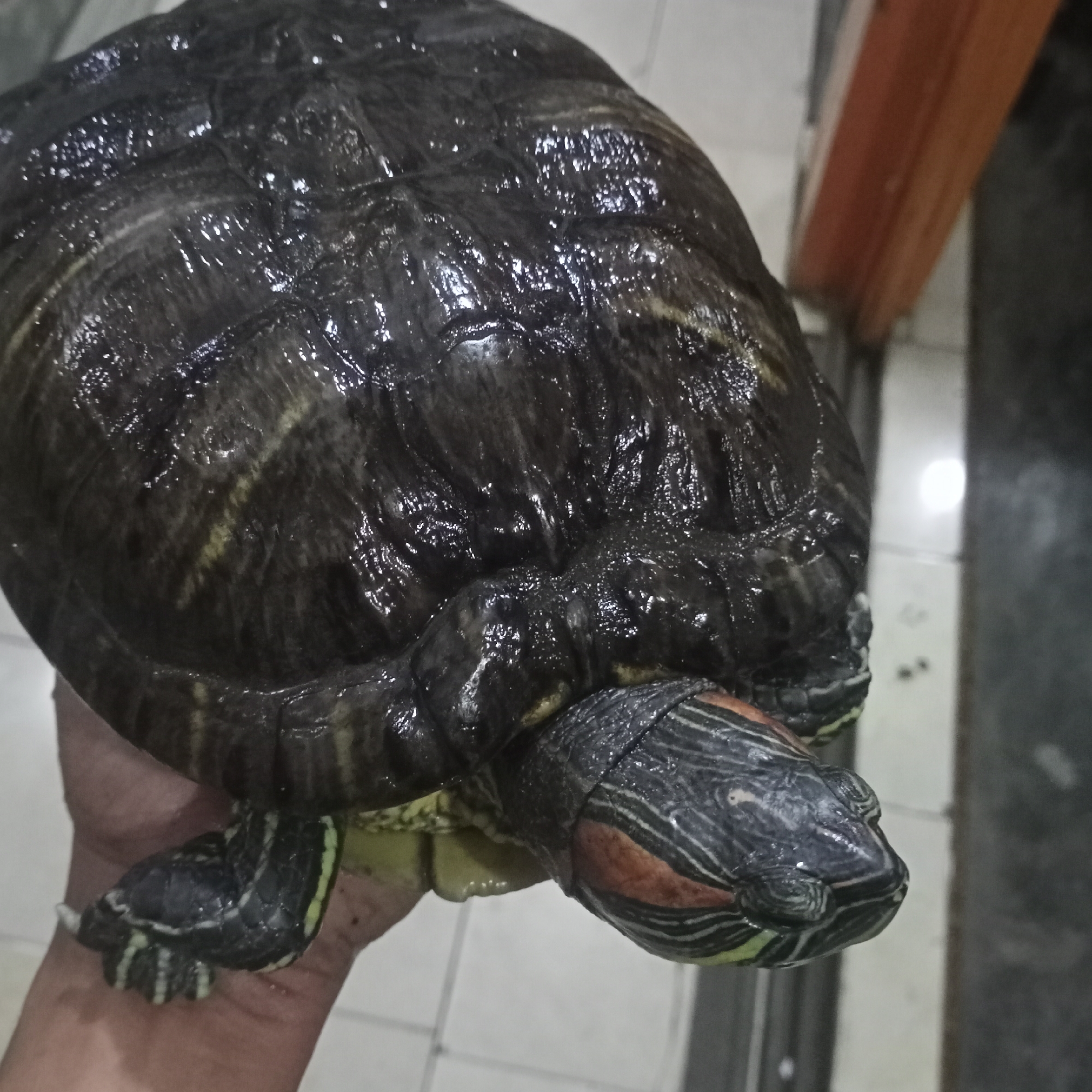 The image shows a close-up of a red-eared slider turtle being held in a person's hand. The turtle's shell is dark and appears wet, with visible scutes and some lighter-colored markings. Its head is black with distinctive red markings behind the eyes and yellow stripes on its neck and legs. The skin of the turtle is wrinkled, and its eyes are visible. The hand holding the turtle appears to be a human hand, with visible skin texture and fingernails. The background is out of focus but suggests an indoor environment with tiled flooring and a wooden doorframe. The image is a close-up, making it difficult to determine the exact location within Ketowan, Indonesia, or the context of the interaction.