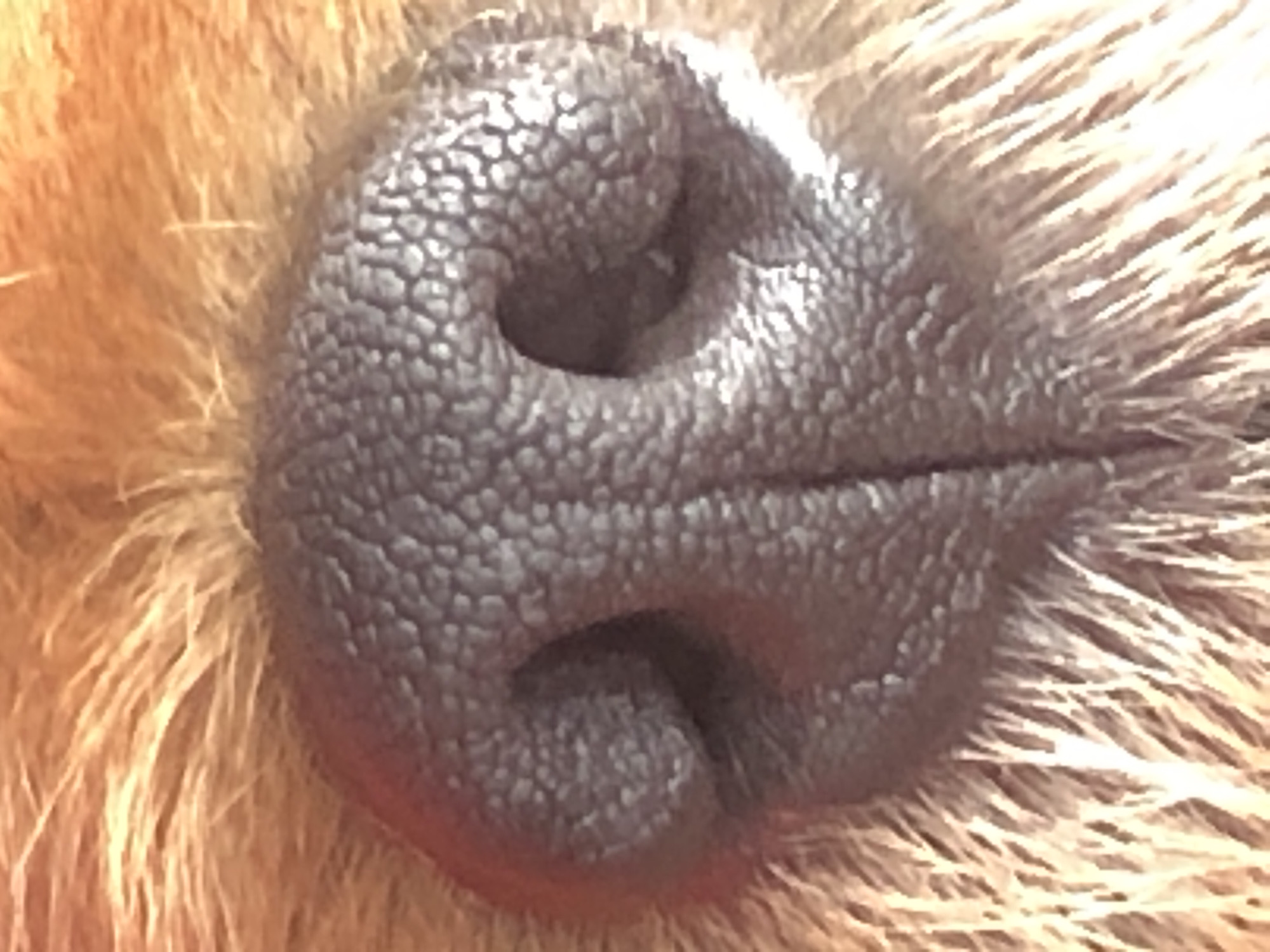 A close-up, eye-level, full-frame shot focuses on the dark, textured nose of a dog. The nose is wet and appears to be a healthy, dark color. The surrounding fur is a reddish-brown and appears somewhat coarse and short. The lighting in the image is warm and diffused, casting a slight glow on the fur. The background is out of focus, making the nose the clear subject. The image does not depict any urban or environmental details, and therefore, the location cannot be specified as being in a city.