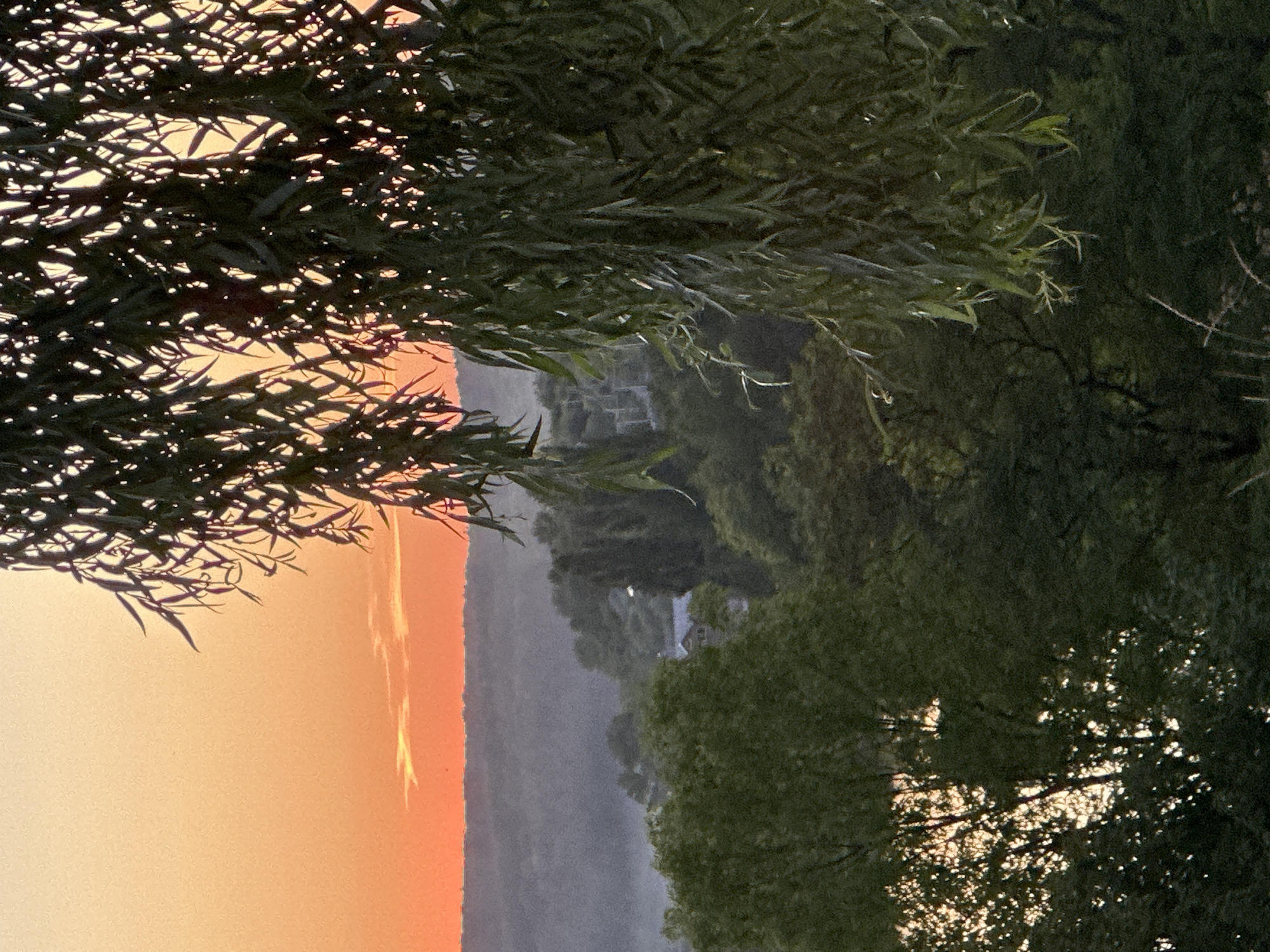 The image depicts a hazy, tree-lined landscape at dusk, likely in or near Makiv, Ukraine. The sky is a gradient of soft orange and pale yellow, with a thin band of reddish-orange on the horizon, suggesting a sunset. Wisps of mist or light fog are visible in the distance, obscuring the details of rolling hills covered in dark green trees. A few structures, possibly houses or buildings, are nestled within the treeline. In the foreground, on the right side of the frame, a large weeping willow tree with long, slender branches and dark green leaves dominates the view, partially obscuring the landscape behind it. On the left side of the image, another dense cluster of green trees is visible, with some sunlight filtering through their leaves. The overall scene is serene and natural, with no human figures or immediate signs of human activity readily apparent. The atmosphere is quiet and tranquil, characteristic of a rural or semi-rural setting at the end of the day.
