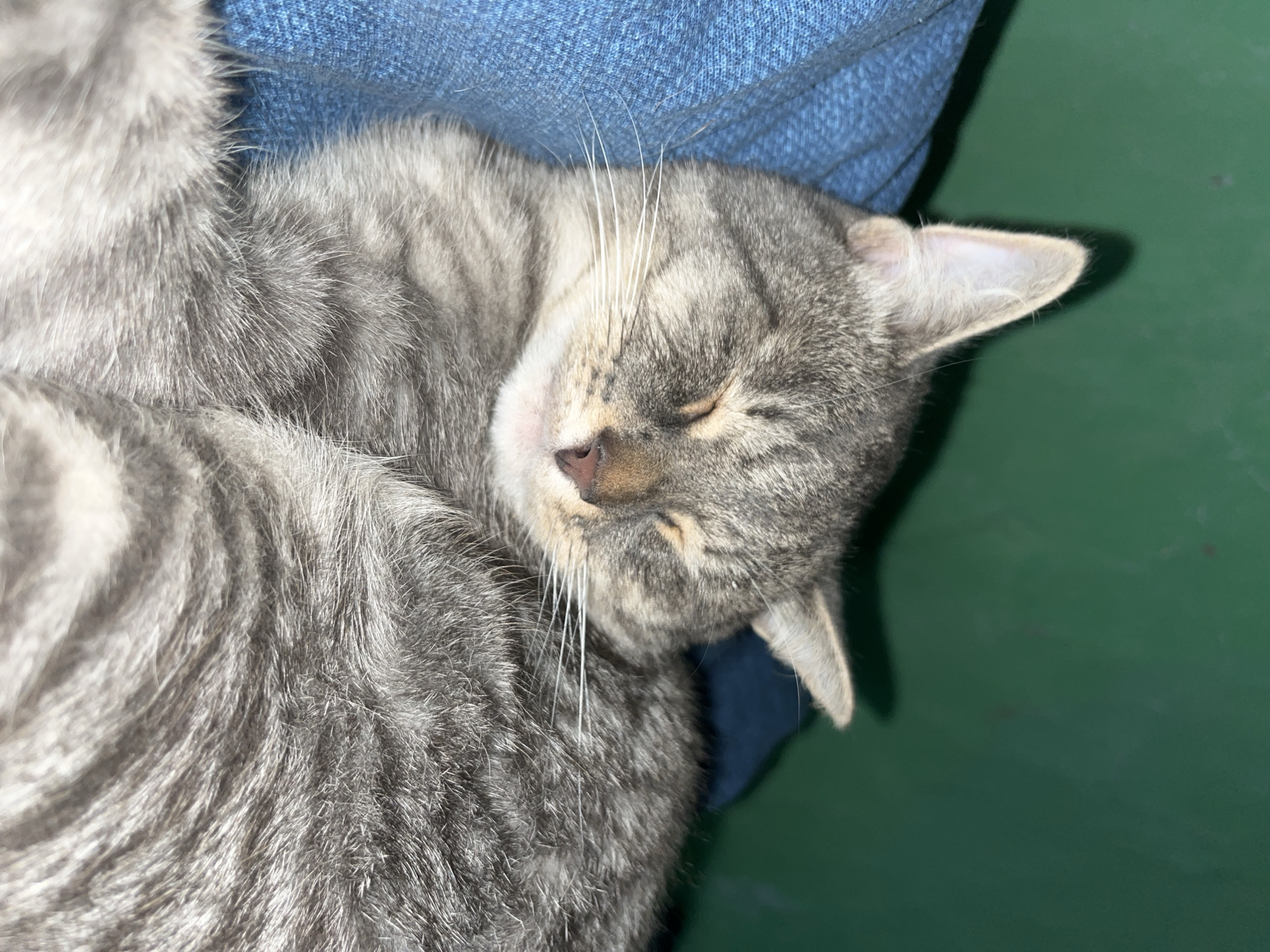 A close-up shot shows a sleeping tabby cat. The cat's eyes are closed, and its face is relaxed. Its fur is gray with black stripes. The cat is lying on a blue fabric, possibly jeans. The background is a dark green, out-of-focus surface. The image does not contain any information about the city of Nizhny Tagil, Russia, or any other specific location.
